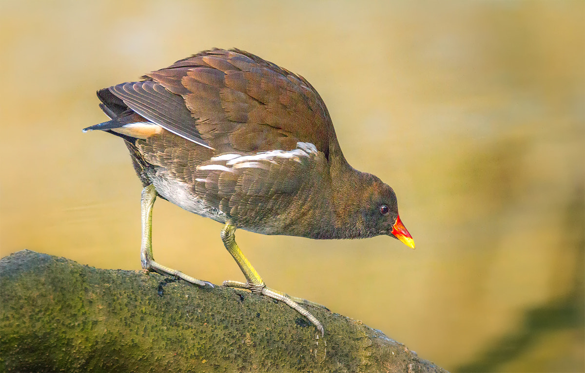 150-600mm F5-6.3 DG OS HSM | Contemporary 015 sample photo. Common moorhen photography