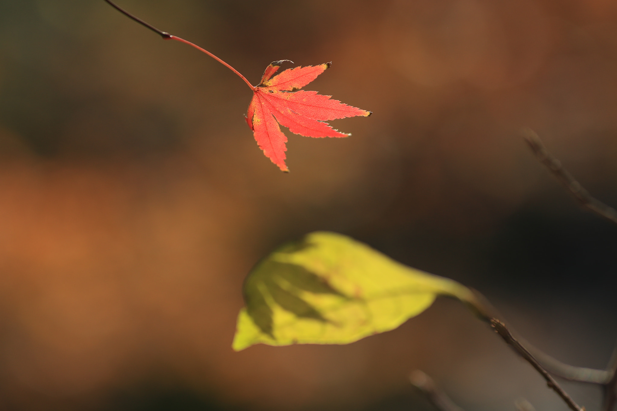 Canon EF 135mm F2L USM sample photo