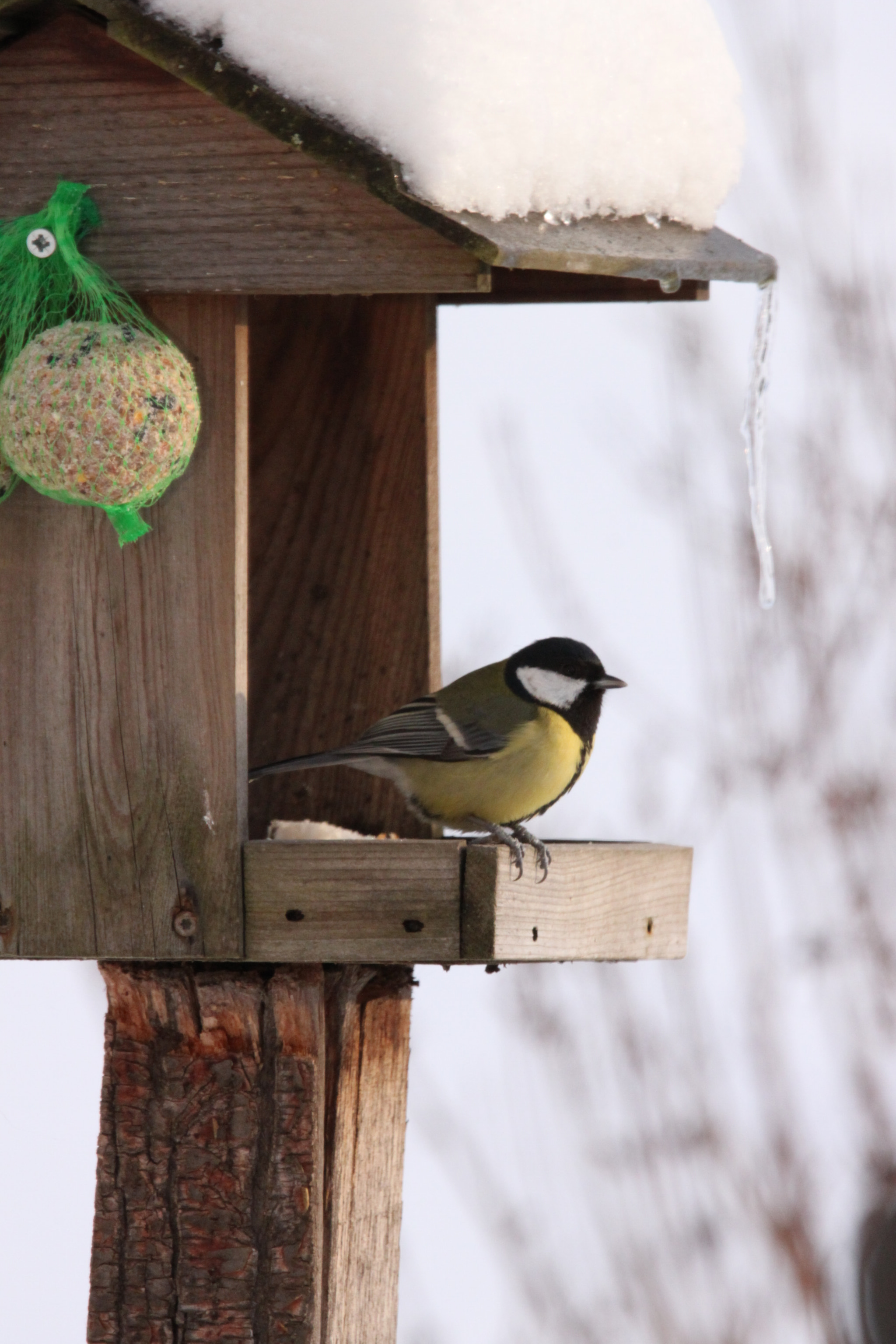 Canon EOS 500D (EOS Rebel T1i / EOS Kiss X3) + Sigma 150-600mm F5-6.3 DG OS HSM | S sample photo. Parus major photography