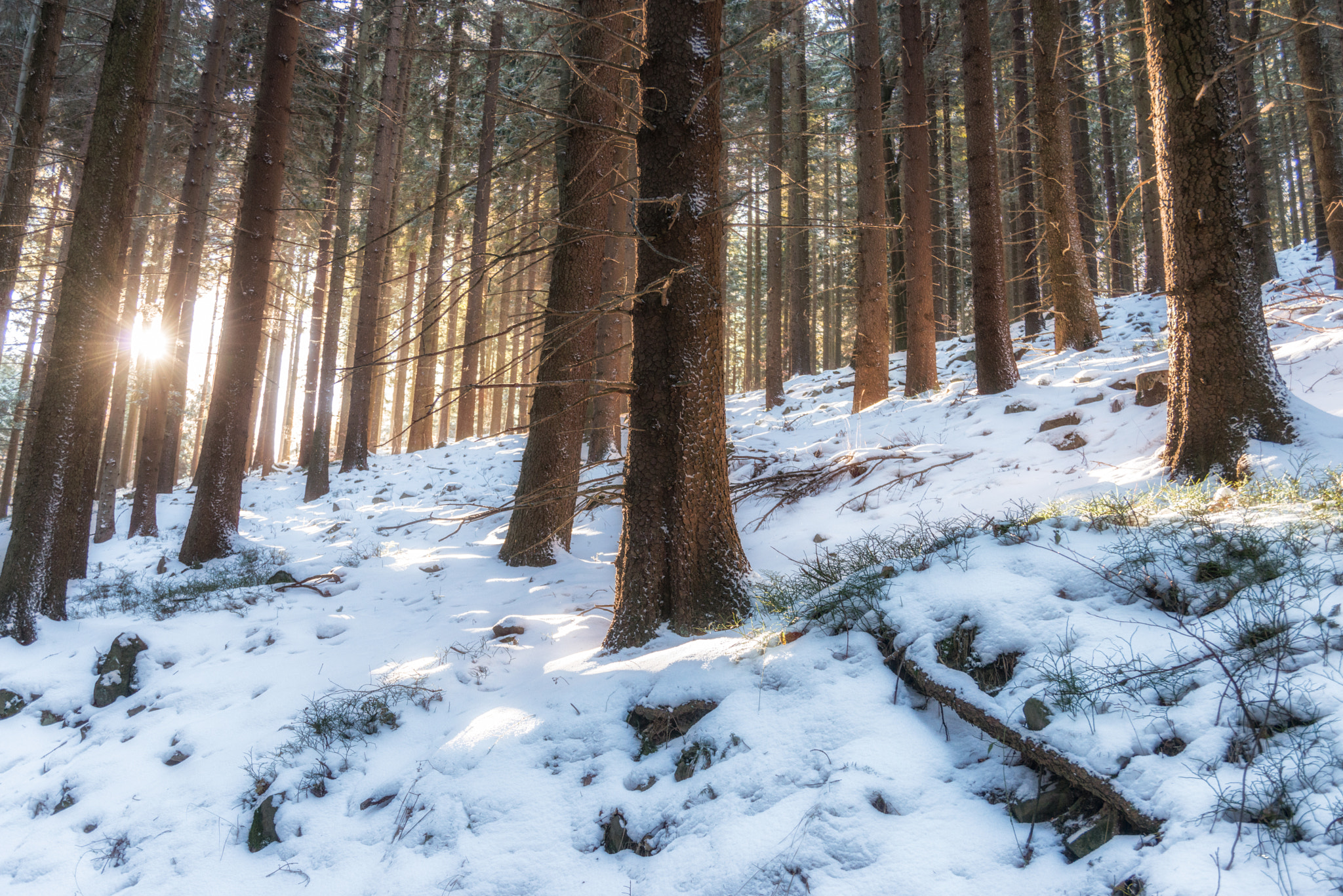 Nikon D800 sample photo. Behind the trees photography