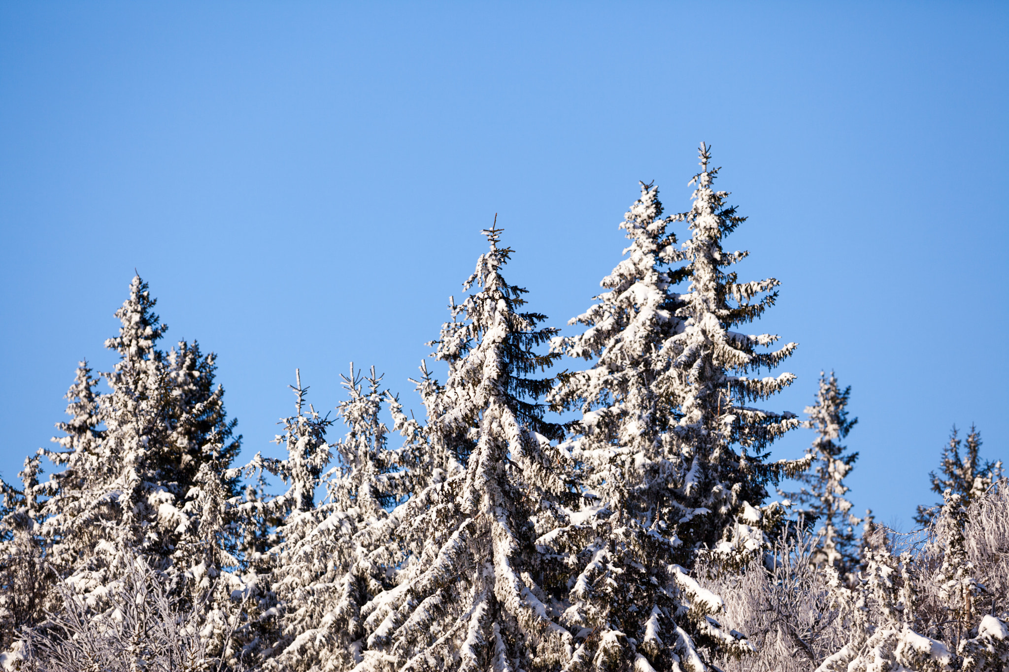 Canon EF 300mm F2.8L IS USM sample photo. Now covered trees photography