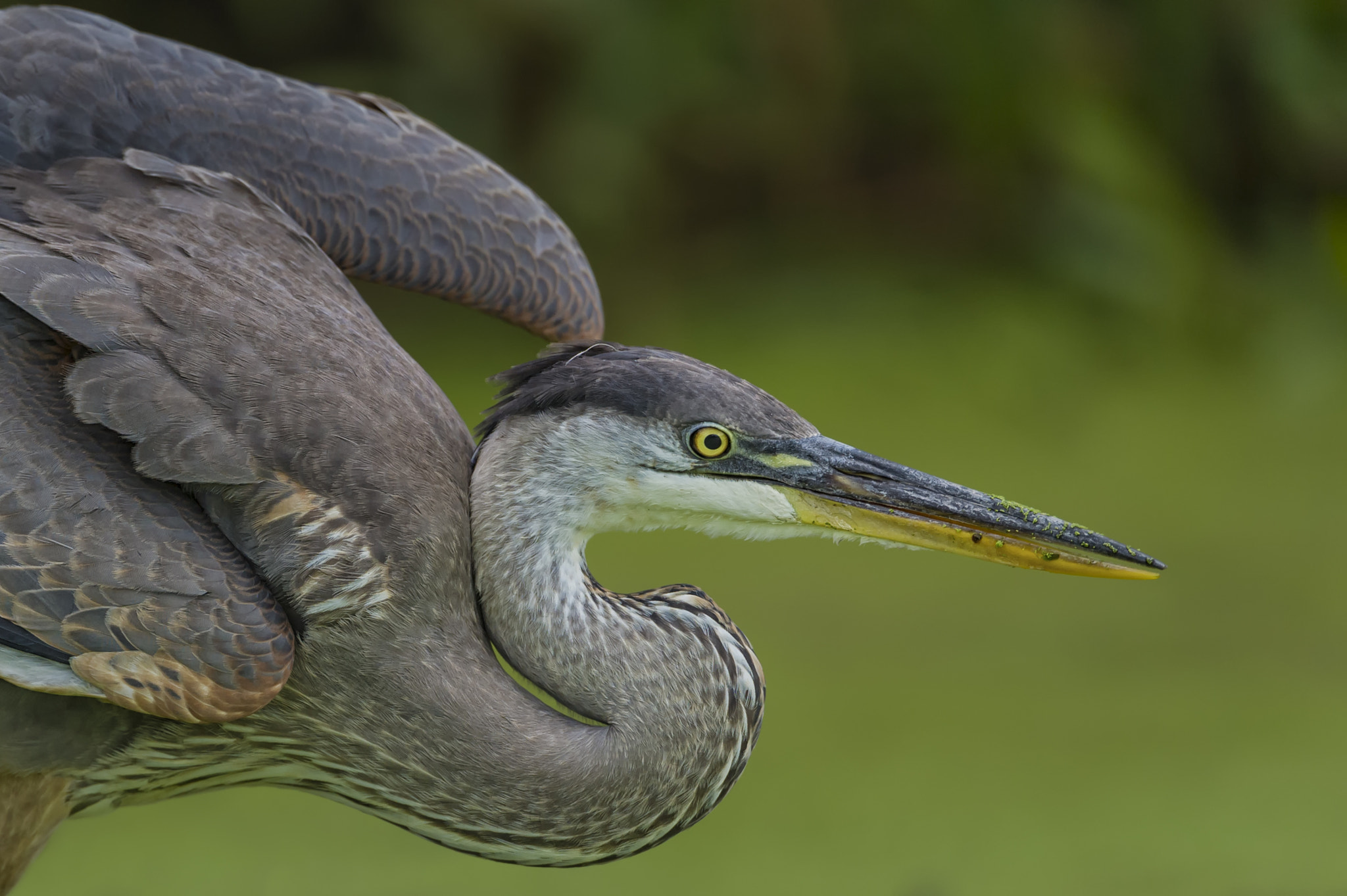 Nikon D3S + Nikon AF-S Nikkor 600mm F4G ED VR sample photo. Poised for a strike... photography