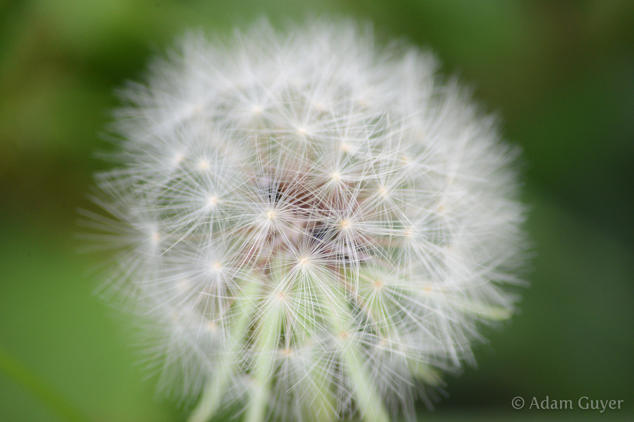 Sigma 70-300mm F4-5.6 APO DG Macro sample photo. Intricate seeds photography
