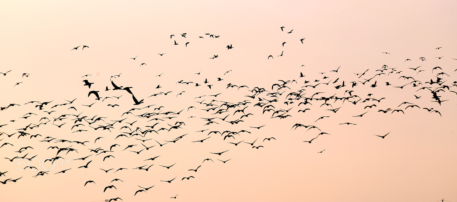 Nikon D800 sample photo. Migrating birds photography