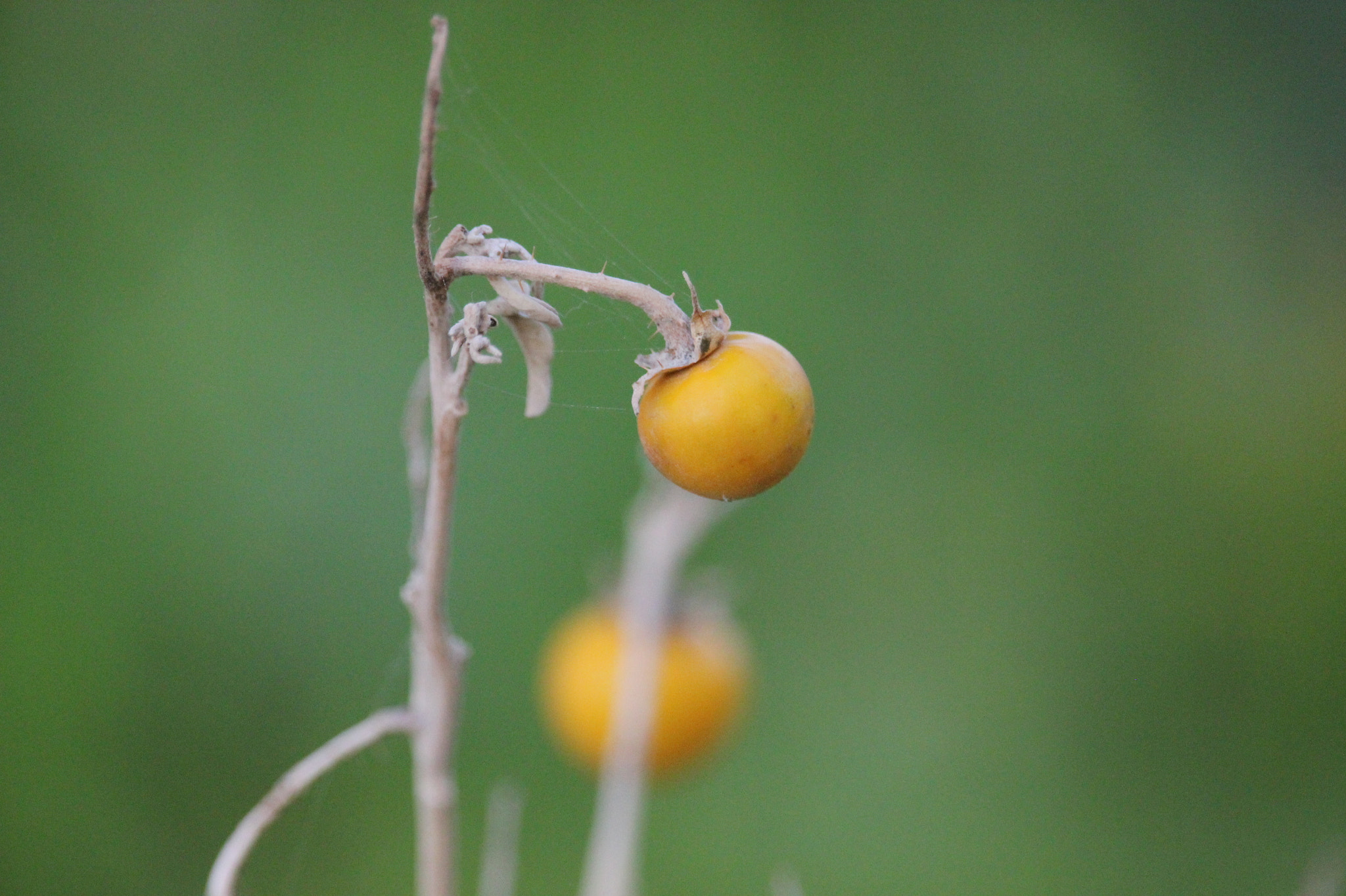 Canon EF-S 55-250mm F4-5.6 IS STM sample photo. Gentle touch photography