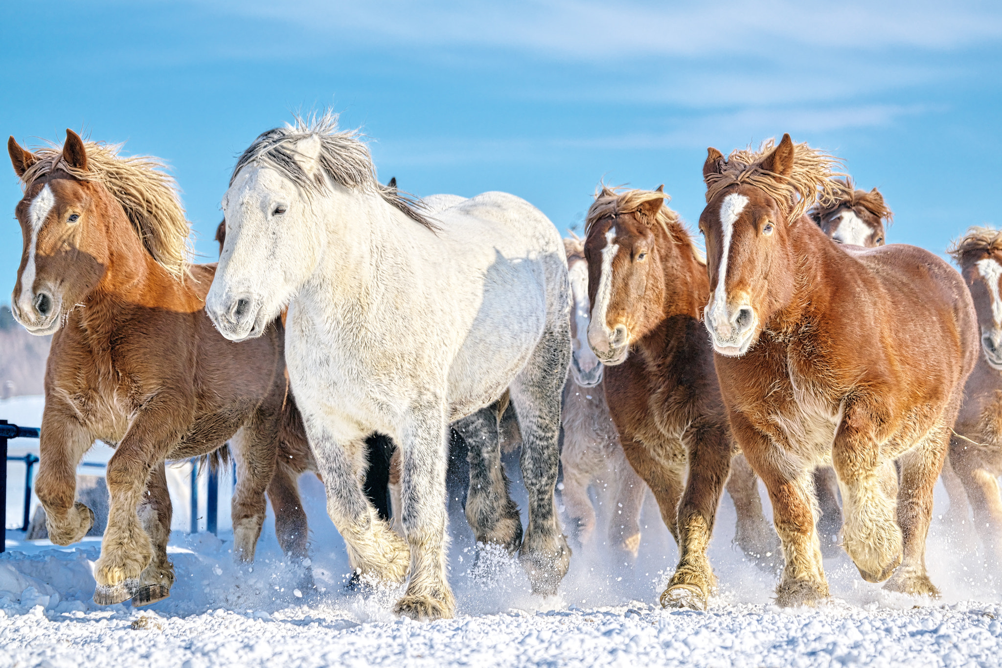 Sony a99 II + Sony 70-300mm F4.5-5.6 G SSM sample photo. Horse run photography