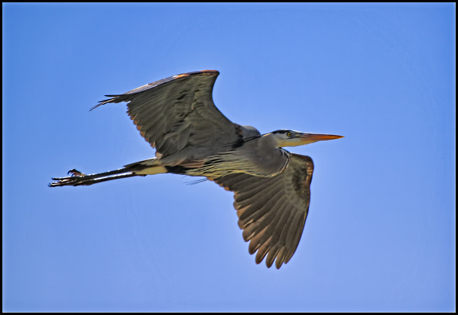 Canon EF 100-400mm F4.5-5.6L IS USM sample photo. Blue is also the color of sky photography