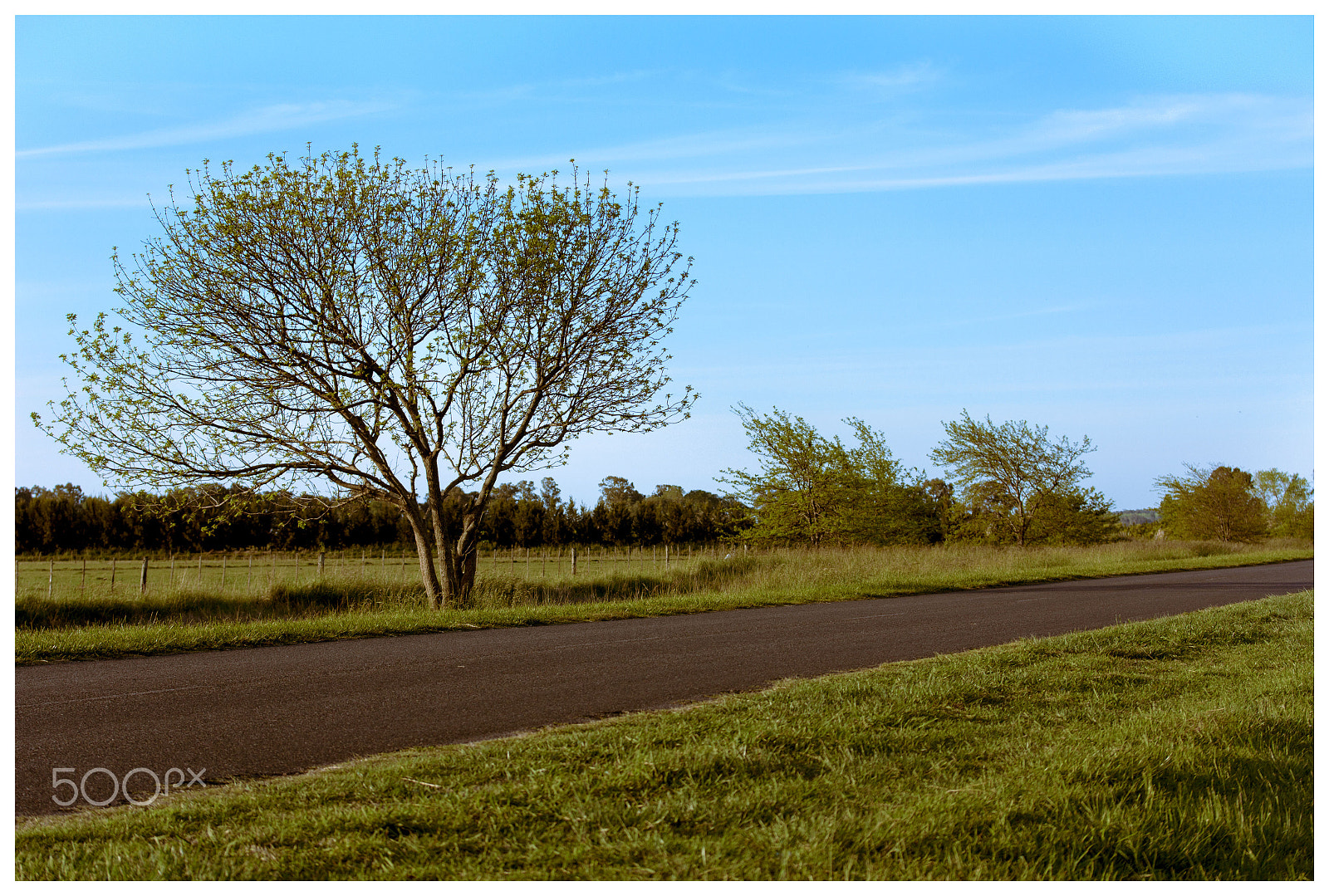 Canon EF-S 60mm F2.8 Macro USM sample photo. Tree on the road photography