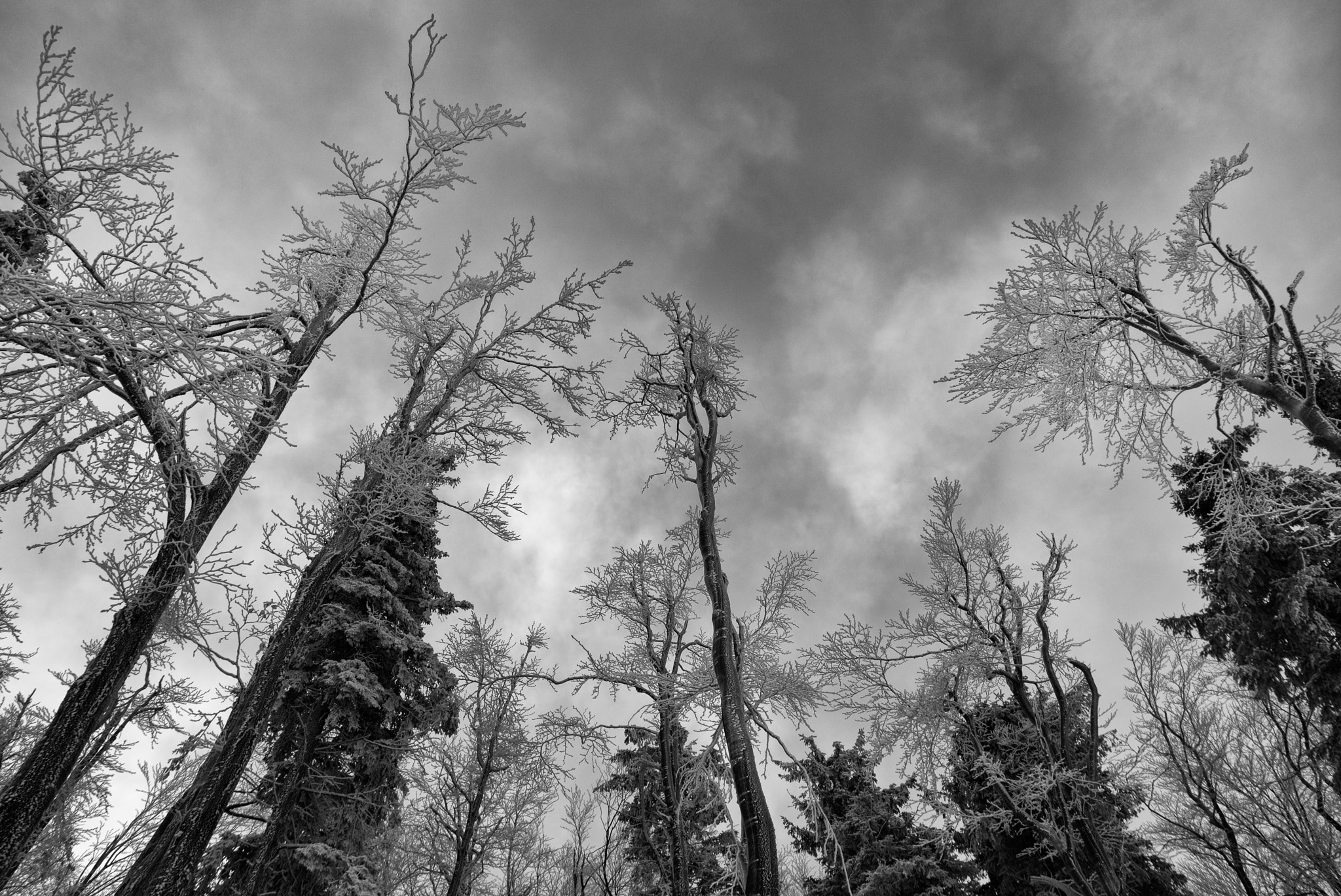 Nikon D800 + AF-S Zoom-Nikkor 24-85mm f/3.5-4.5G IF-ED sample photo. Winter trees photography