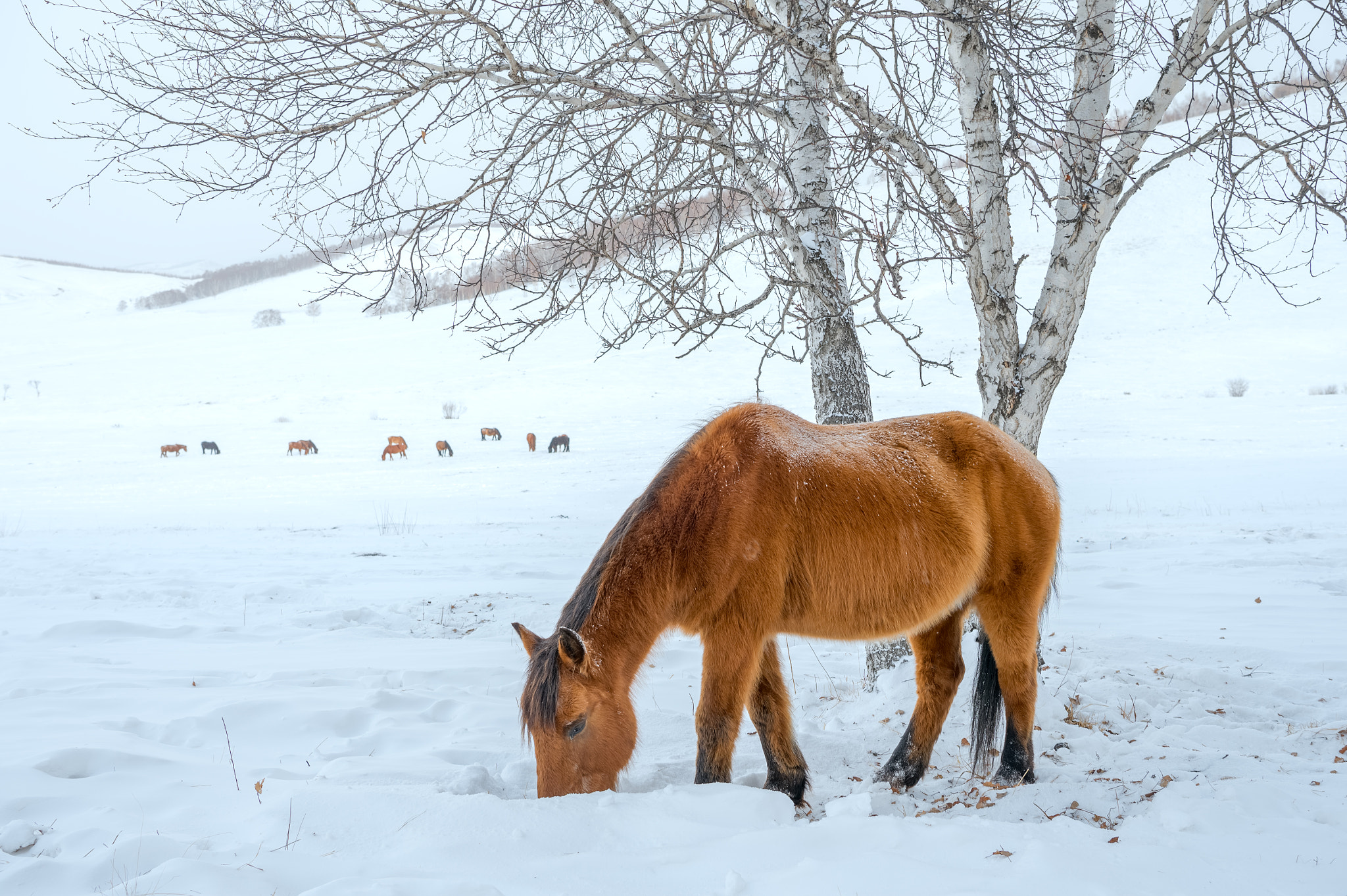 Nikon AF-S Nikkor 24-70mm F2.8E ED VR sample photo. In the winter photography
