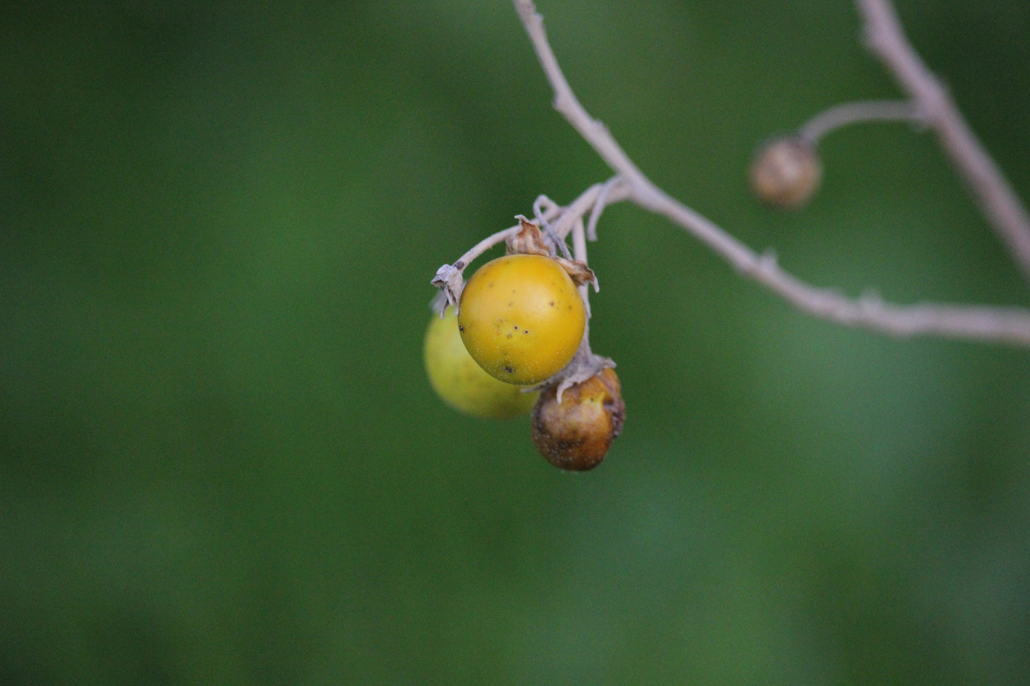 Canon EF-S 55-250mm F4-5.6 IS STM sample photo. Delicate photography