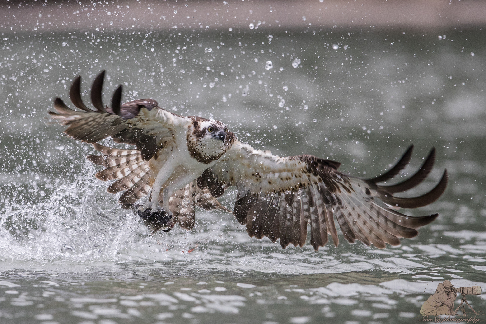 Canon EF 600mm F4L IS II USM sample photo. Neo photography