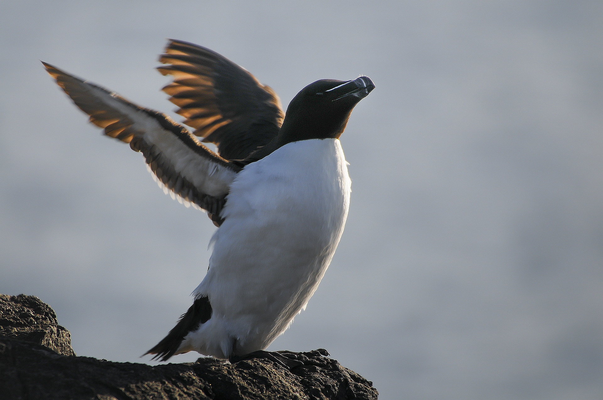 Nikon D300S sample photo. "penguin of the north" - the razorbill photography