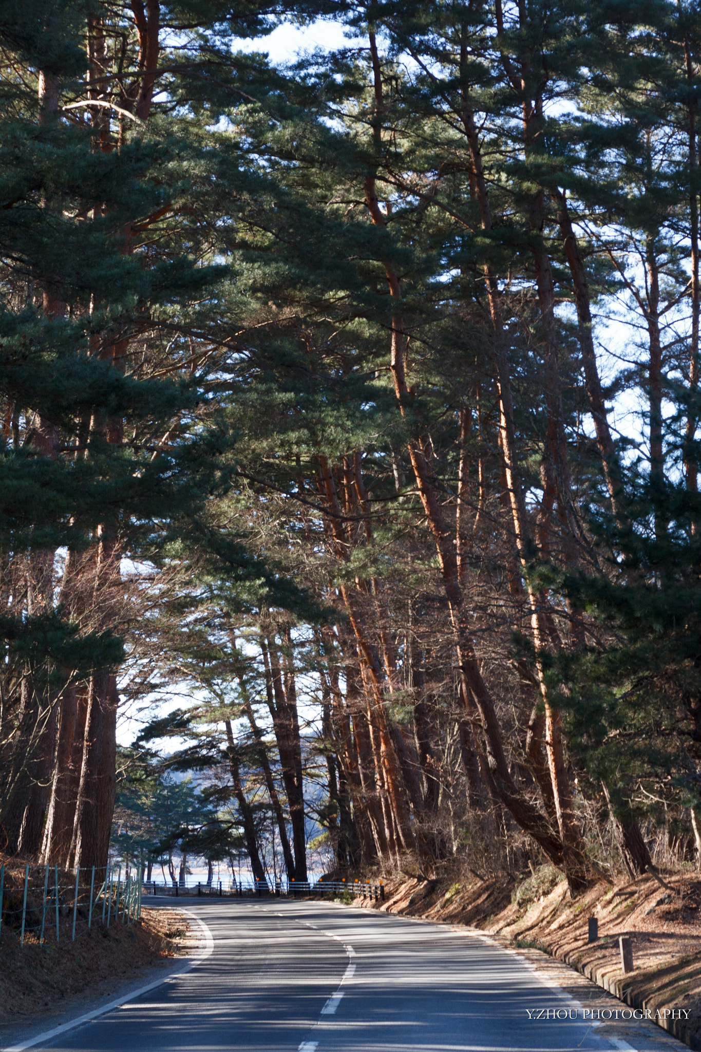 Canon EOS 60D sample photo. Tunnel of pines photography