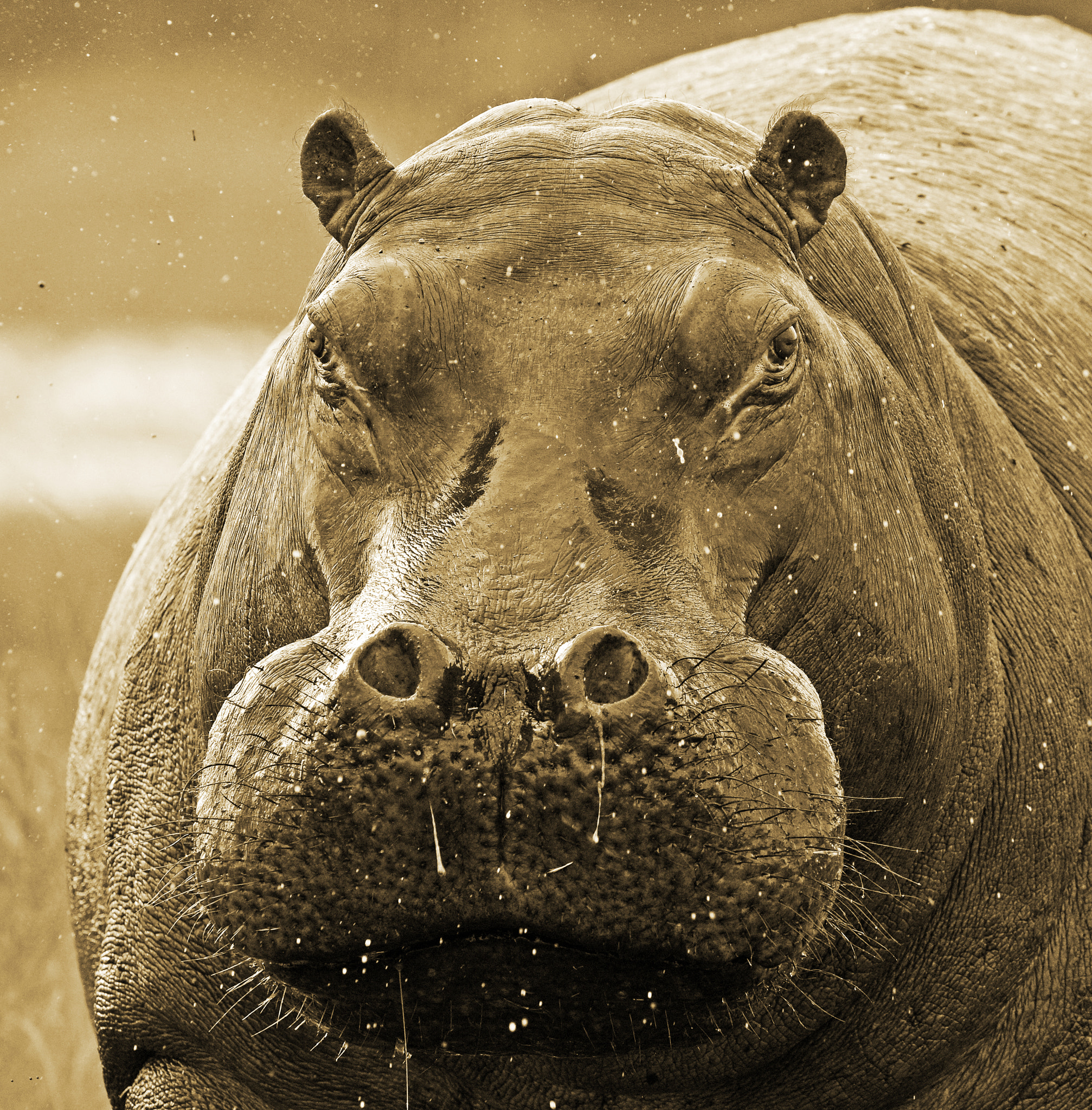 Nikon D4 + Nikon AF-S Nikkor 600mm F4G ED VR sample photo. Grumpy mood today ? photography