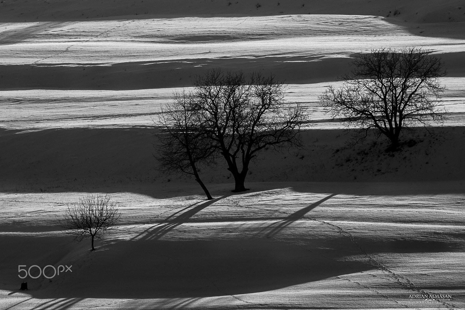 Canon EOS 5D sample photo. "life of trees" photography