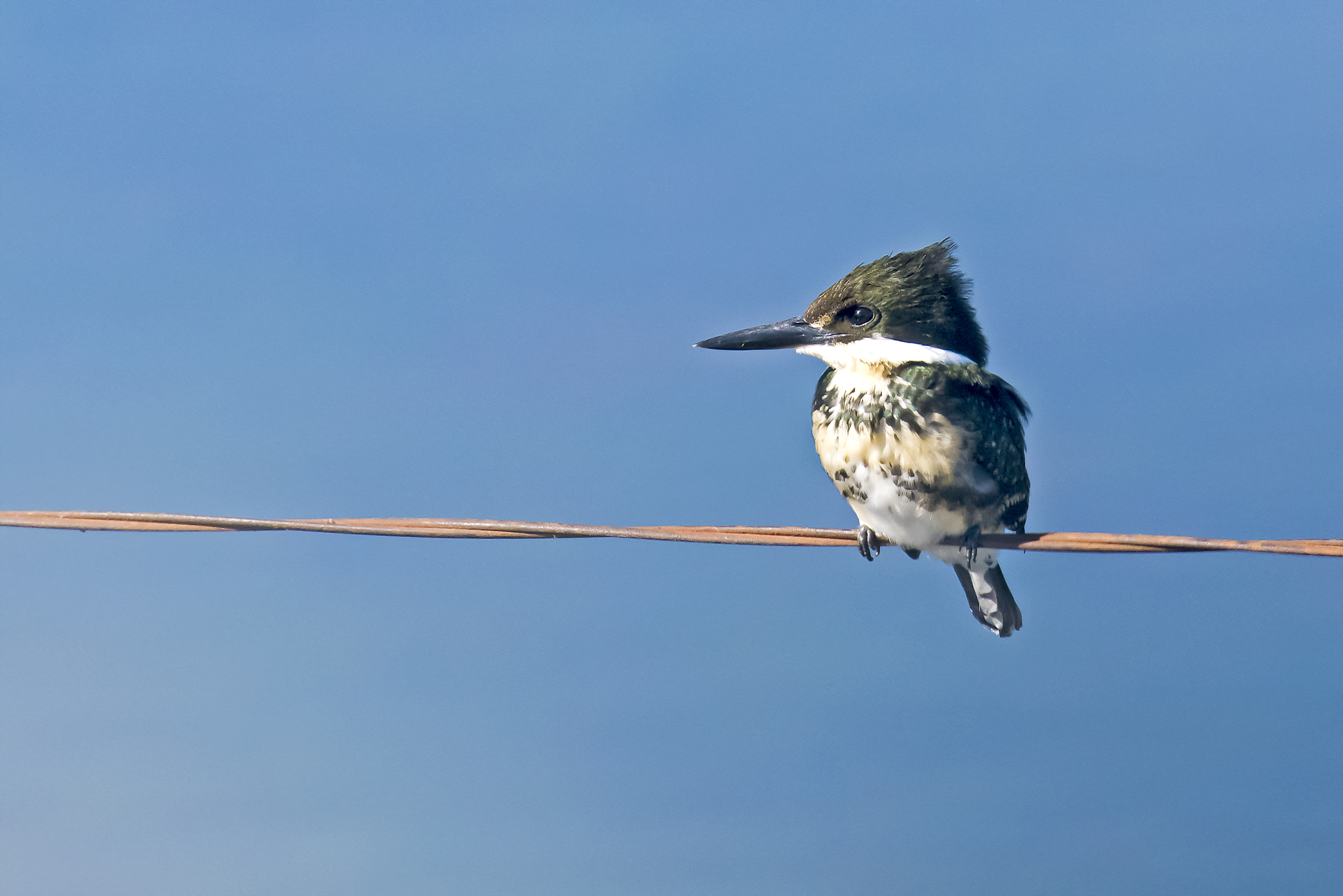 Nikon Nikkor AF-S 300mm F4E PF ED VR sample photo. Jose rondon photography