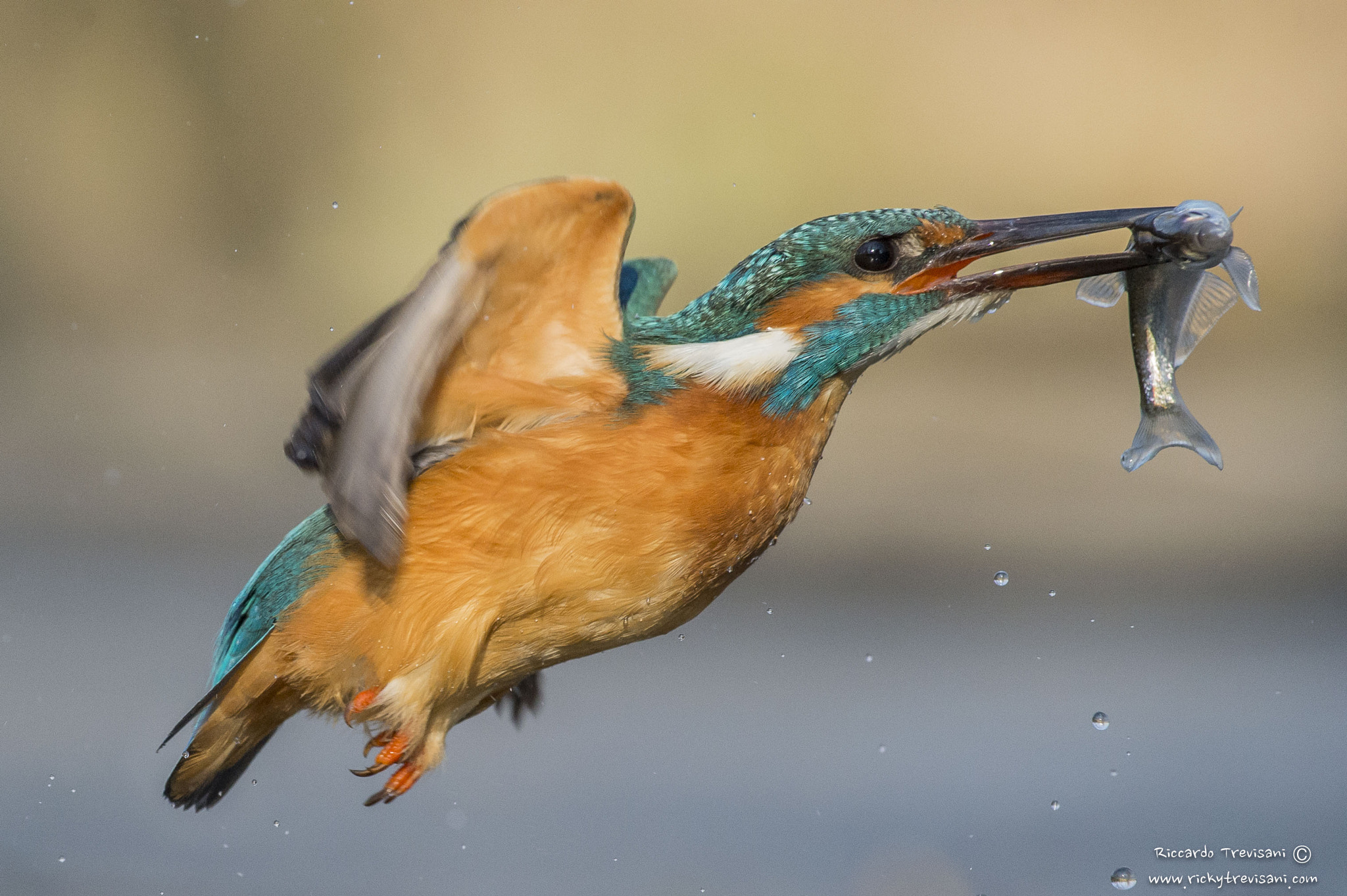 Nikon AF-S Nikkor 70-200mm F4G ED VR sample photo. Kingfisher photography