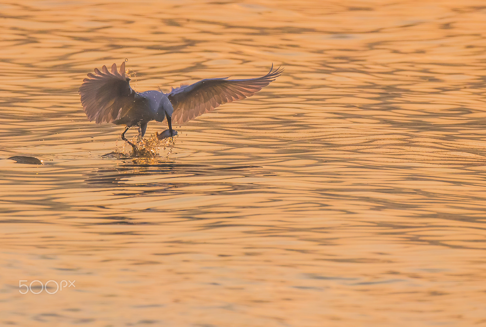 Canon EF 800mm F5.6L IS USM sample photo. Fishing time photography