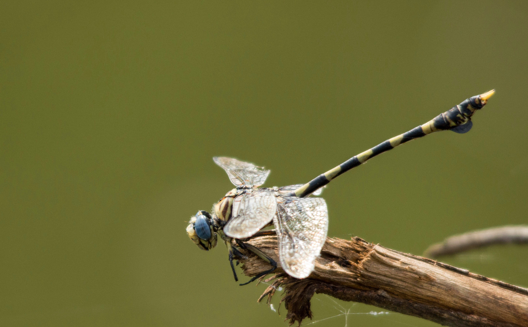 Sigma 150-500mm F5-6.3 DG OS HSM sample photo. Dragonfly photography