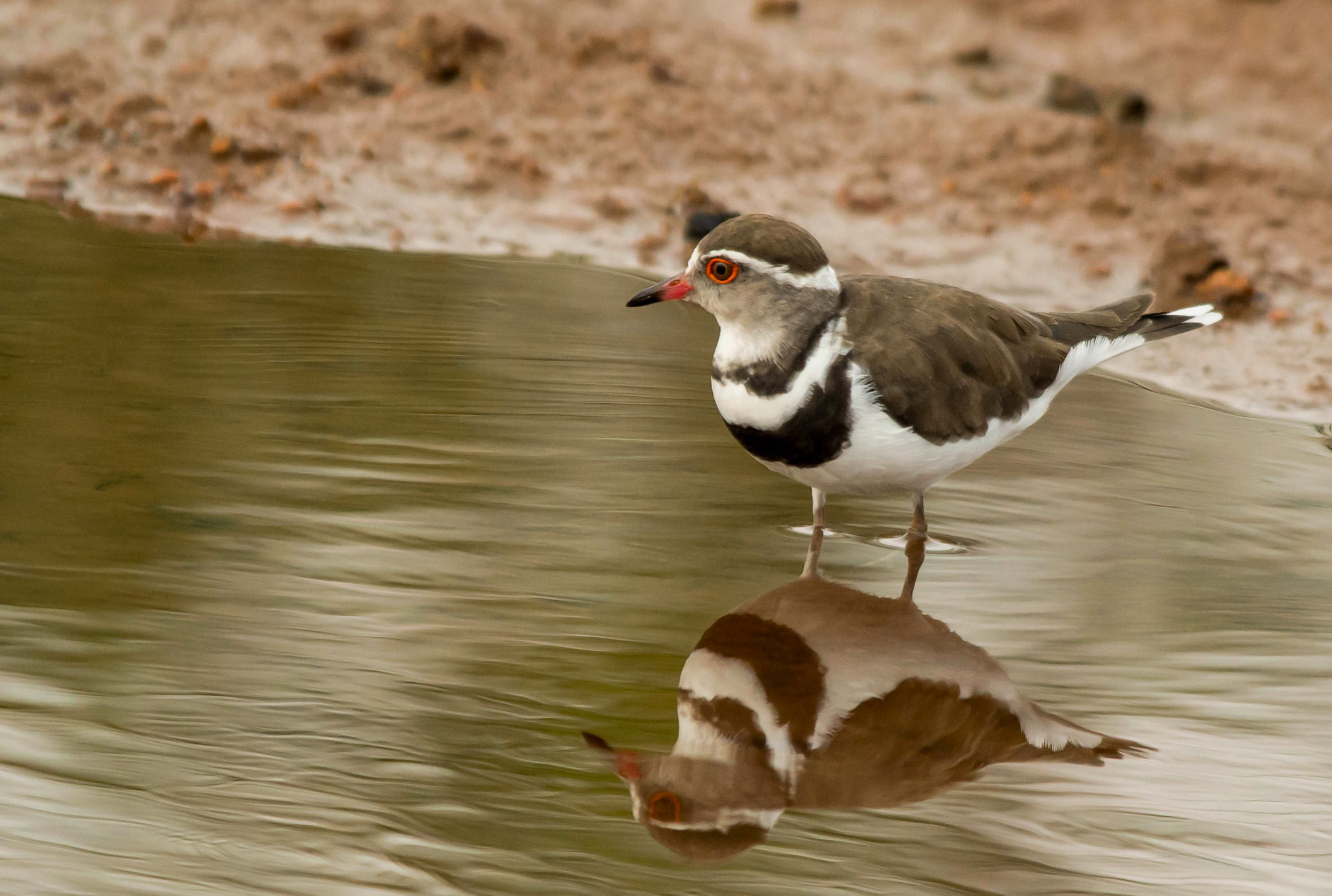 Nikon D3200 + Sigma 150-500mm F5-6.3 DG OS HSM sample photo. Three banded plover photography