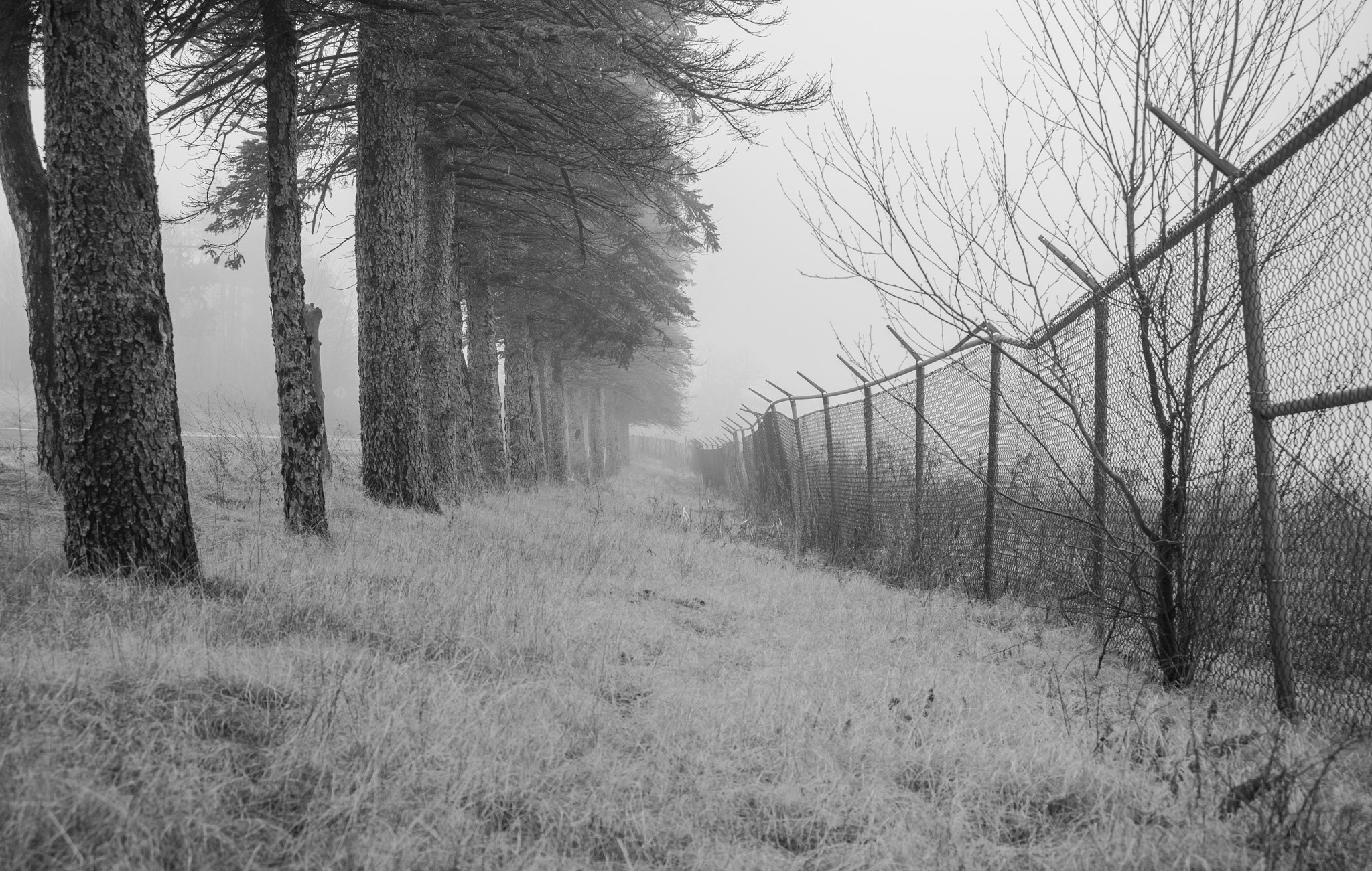 Canon EF 28-80mm f/3.5-5.6 USM sample photo. Fence line vs tree line photography