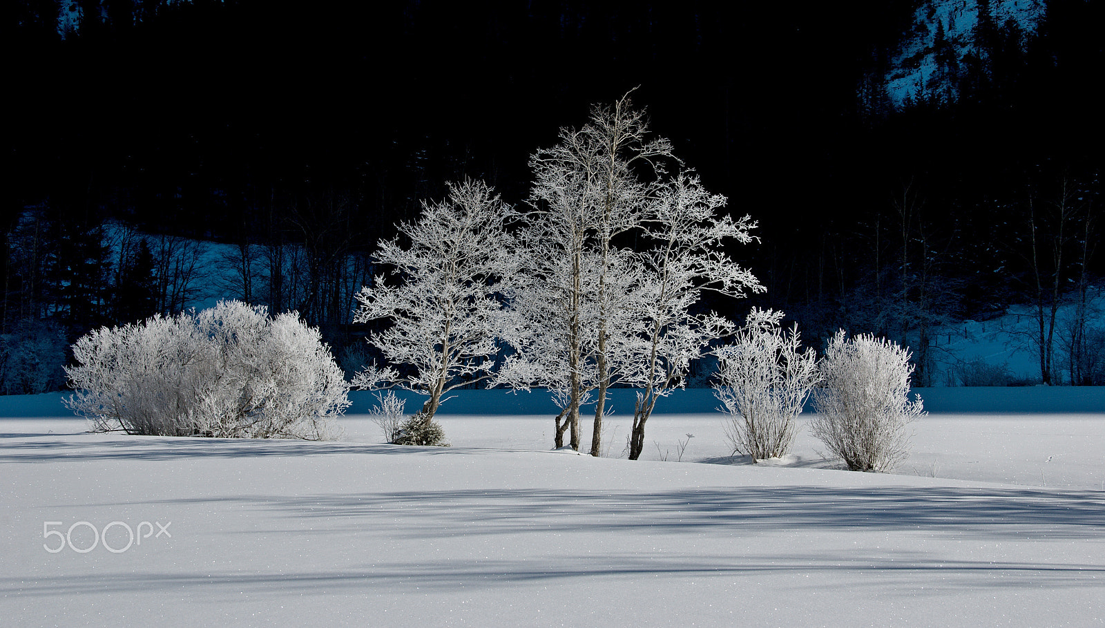 18.00 - 200.00 mm f/3.5 - 5.6 sample photo. Trees in rime photography