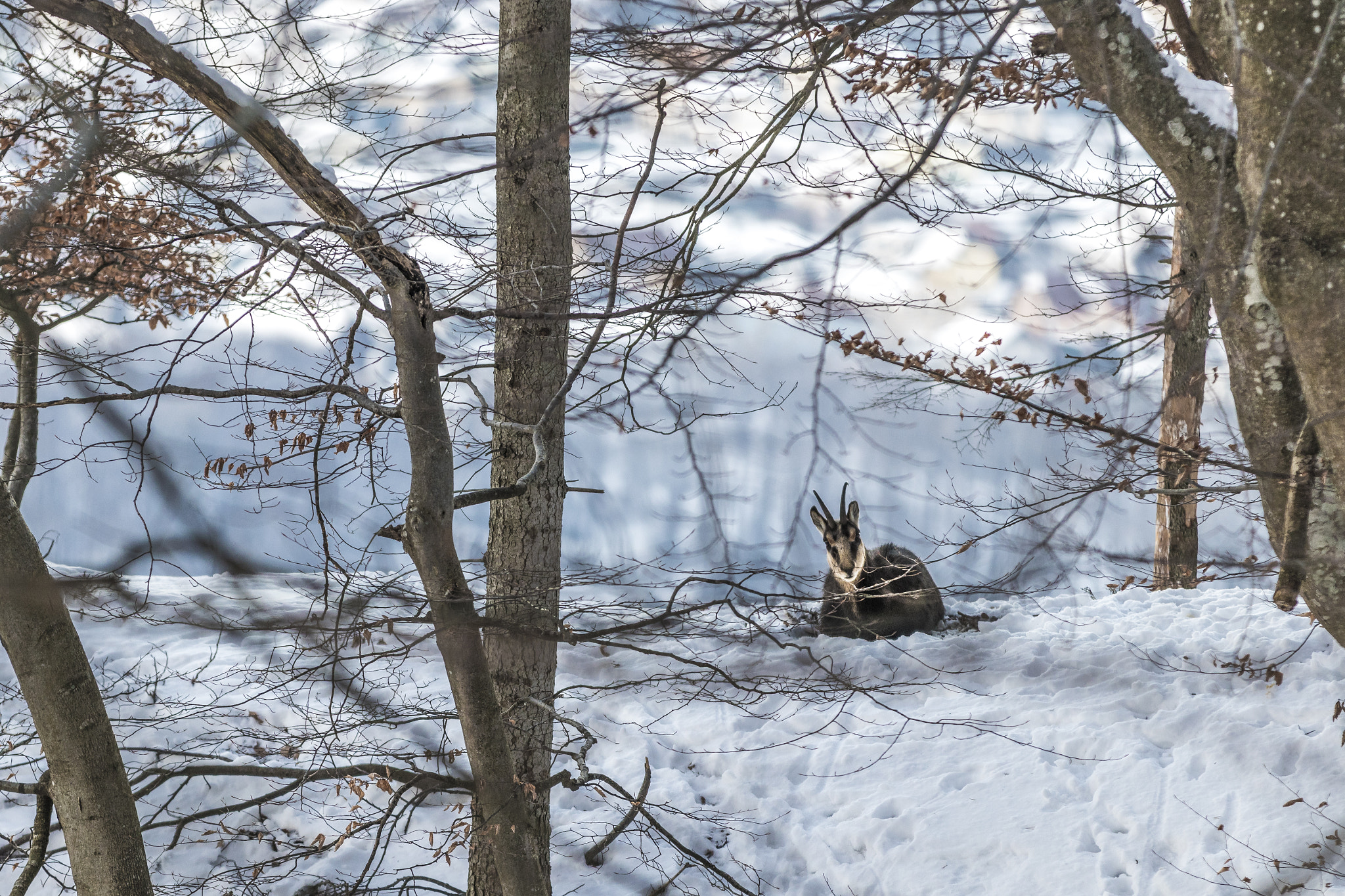 Canon EF 70-200mm F2.8L IS II USM sample photo. Chamois photography
