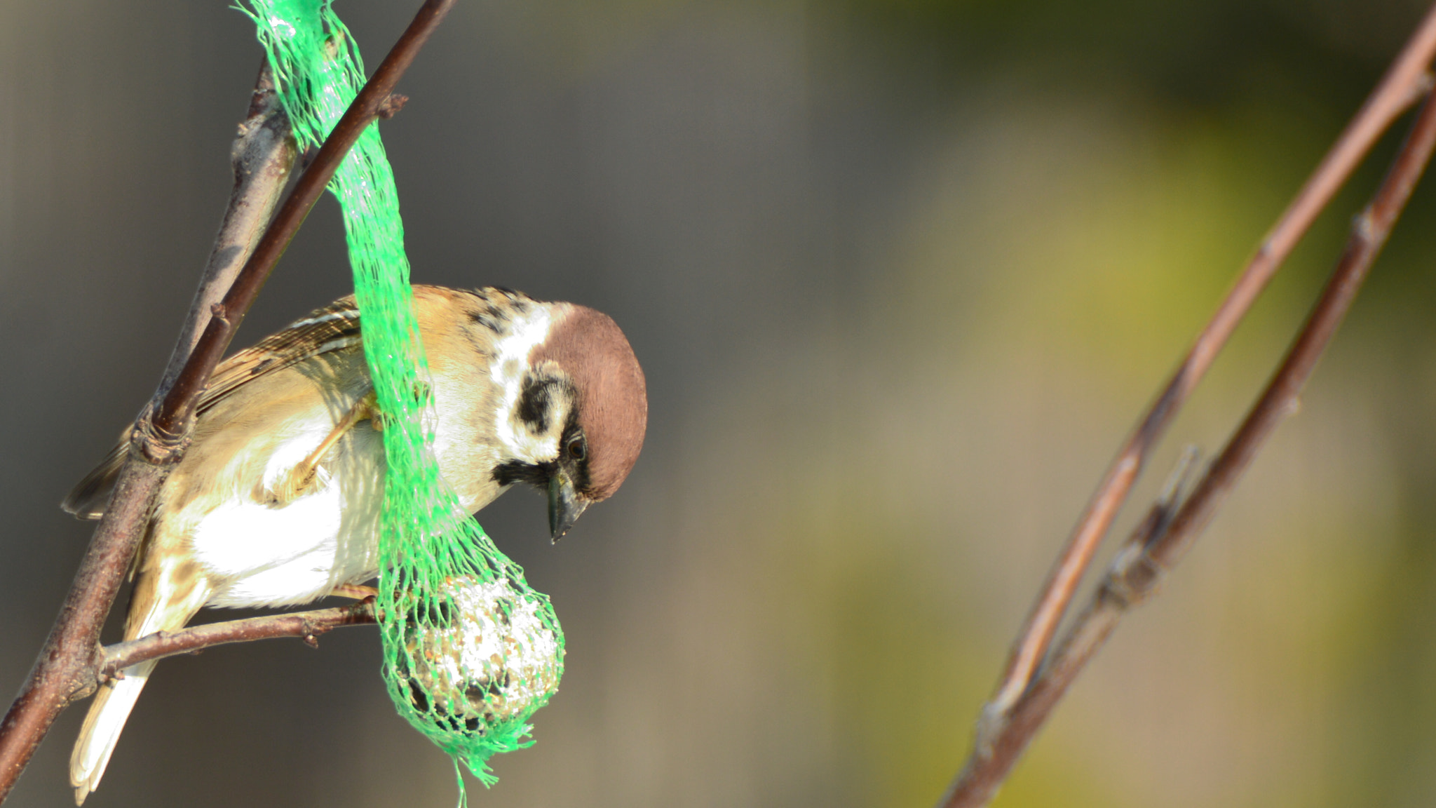 Nikon D3200 + Sigma APO 170-500mm F5-6.3 Aspherical RF sample photo