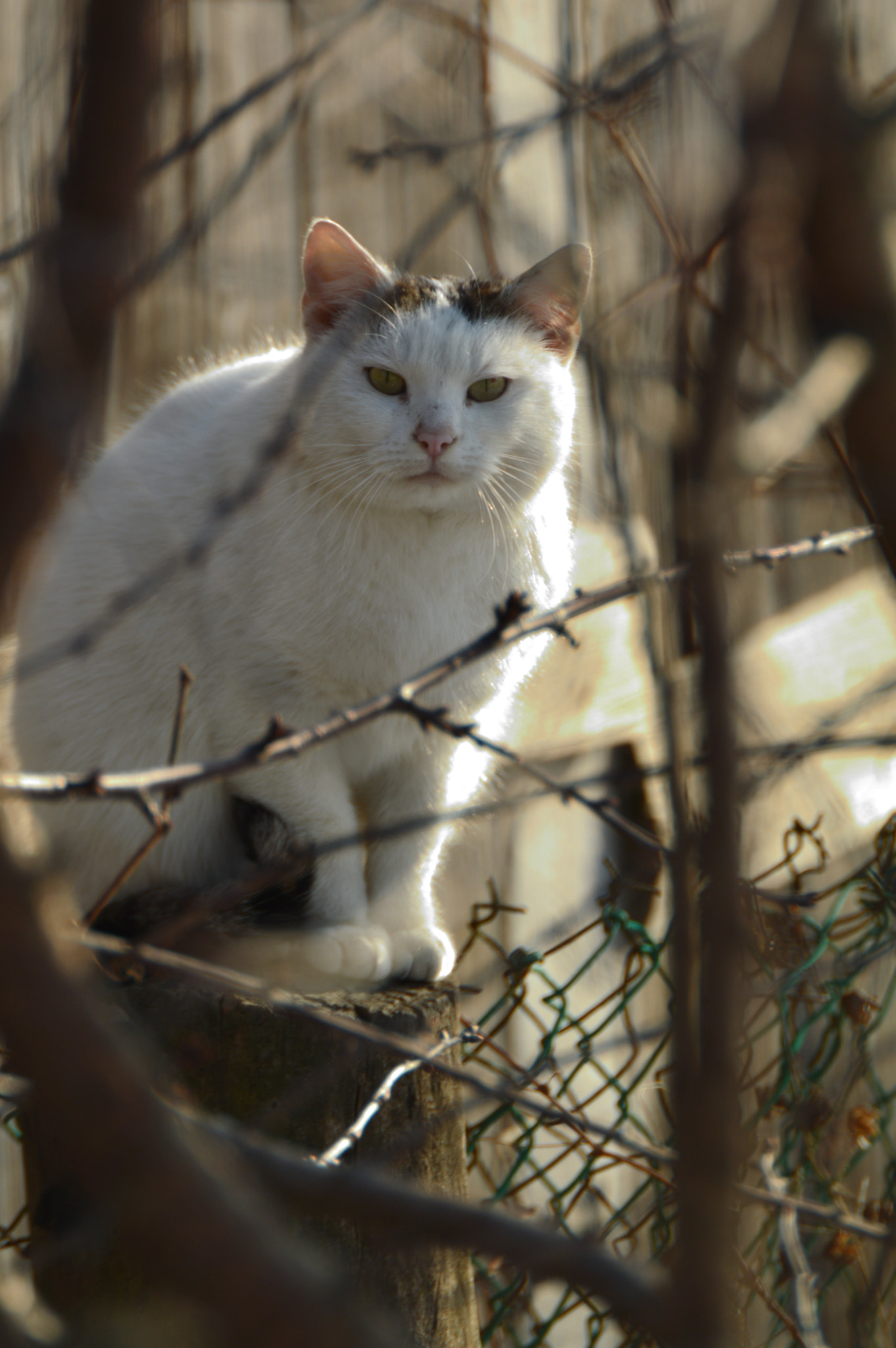 Sigma APO 170-500mm F5-6.3 Aspherical RF sample photo