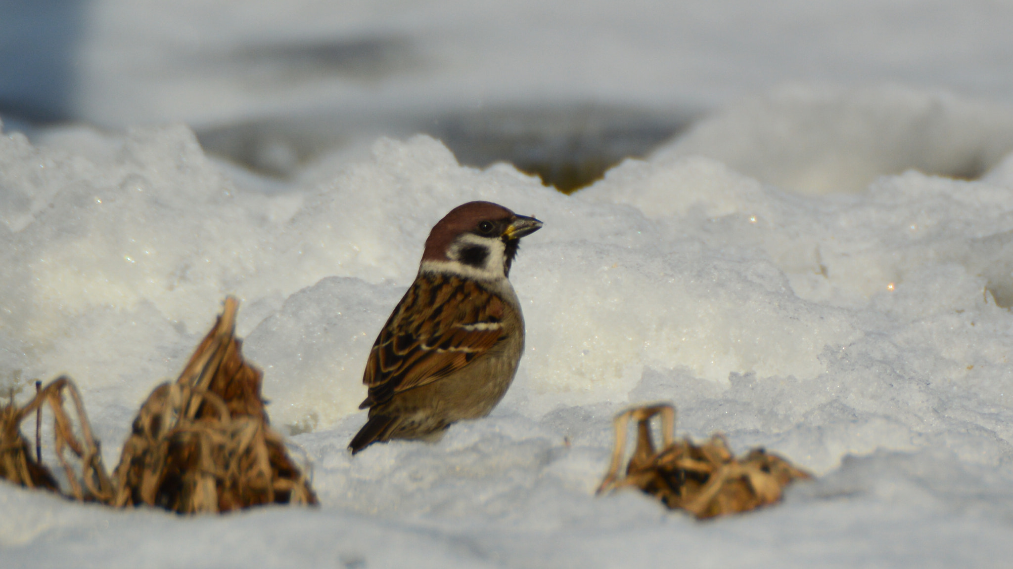 Sigma APO 170-500mm F5-6.3 Aspherical RF sample photo