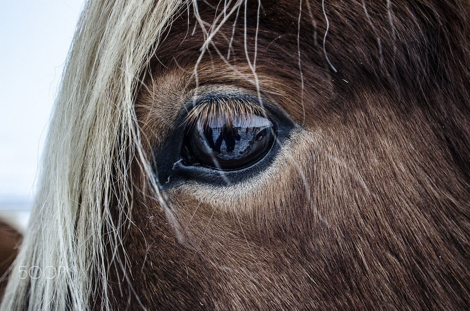 Nikon D7000 sample photo. A horse portrait photography