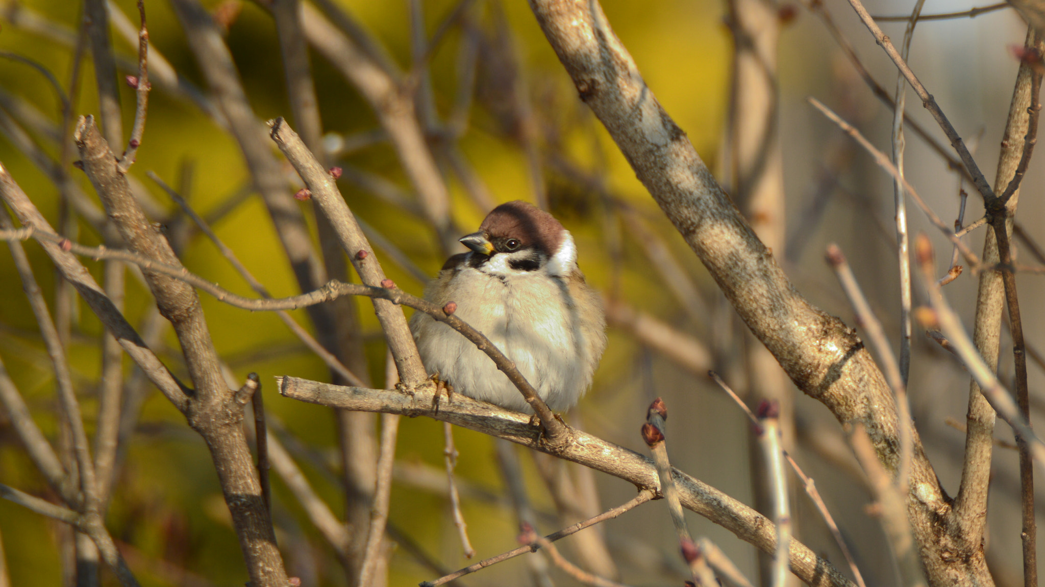 Nikon D3200 + Sigma APO 170-500mm F5-6.3 Aspherical RF sample photo