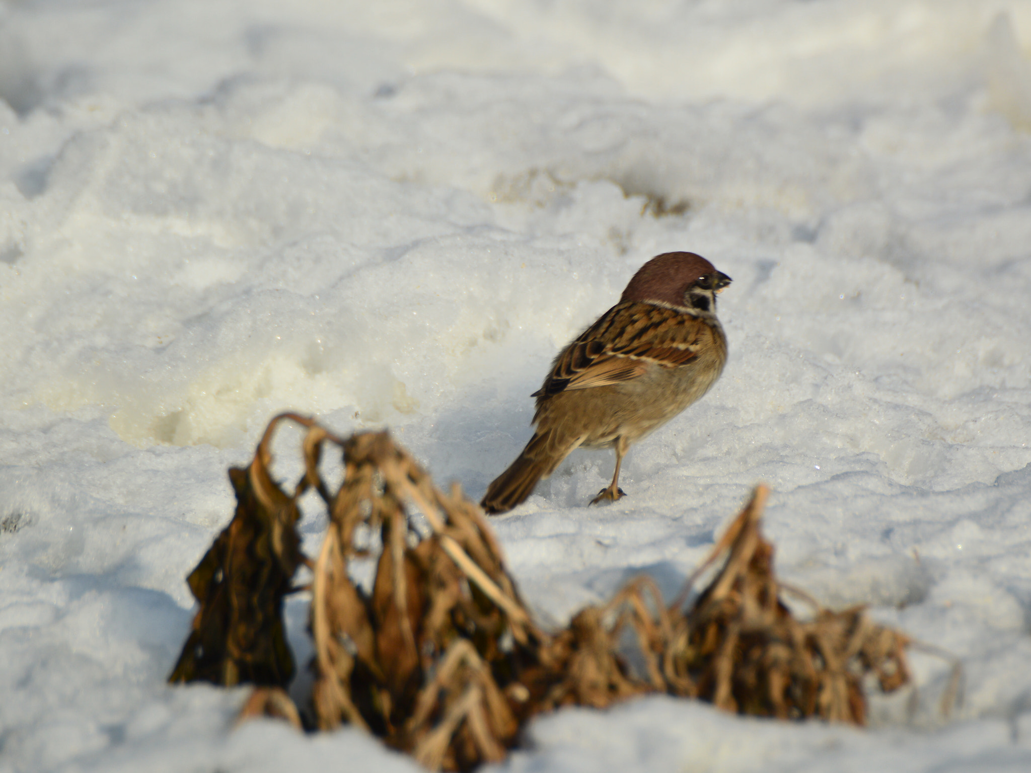 Sigma APO 170-500mm F5-6.3 Aspherical RF sample photo