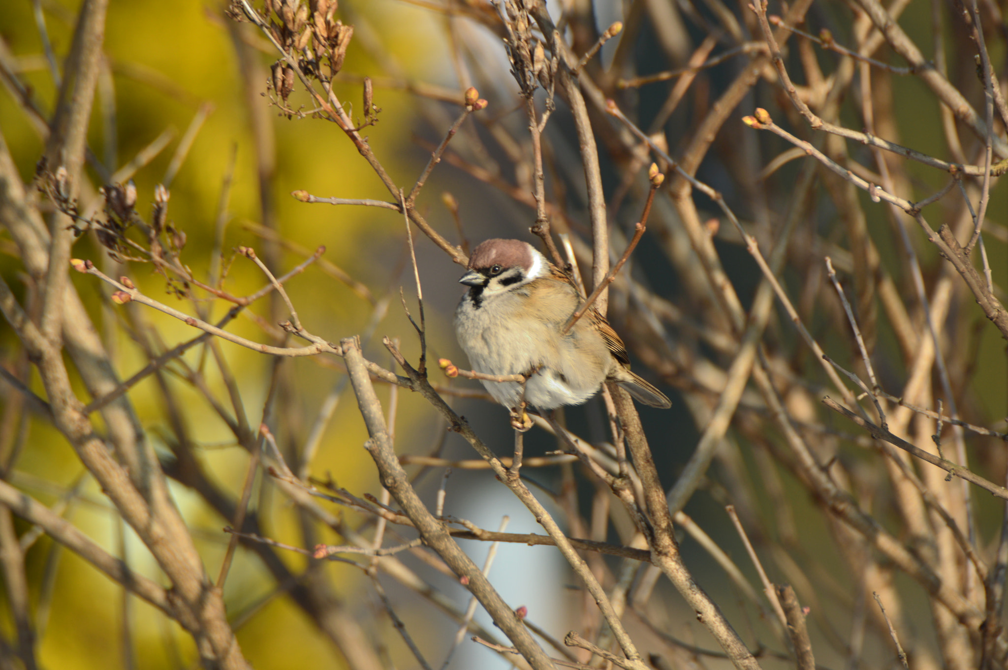 Nikon D3200 + Sigma APO 170-500mm F5-6.3 Aspherical RF sample photo