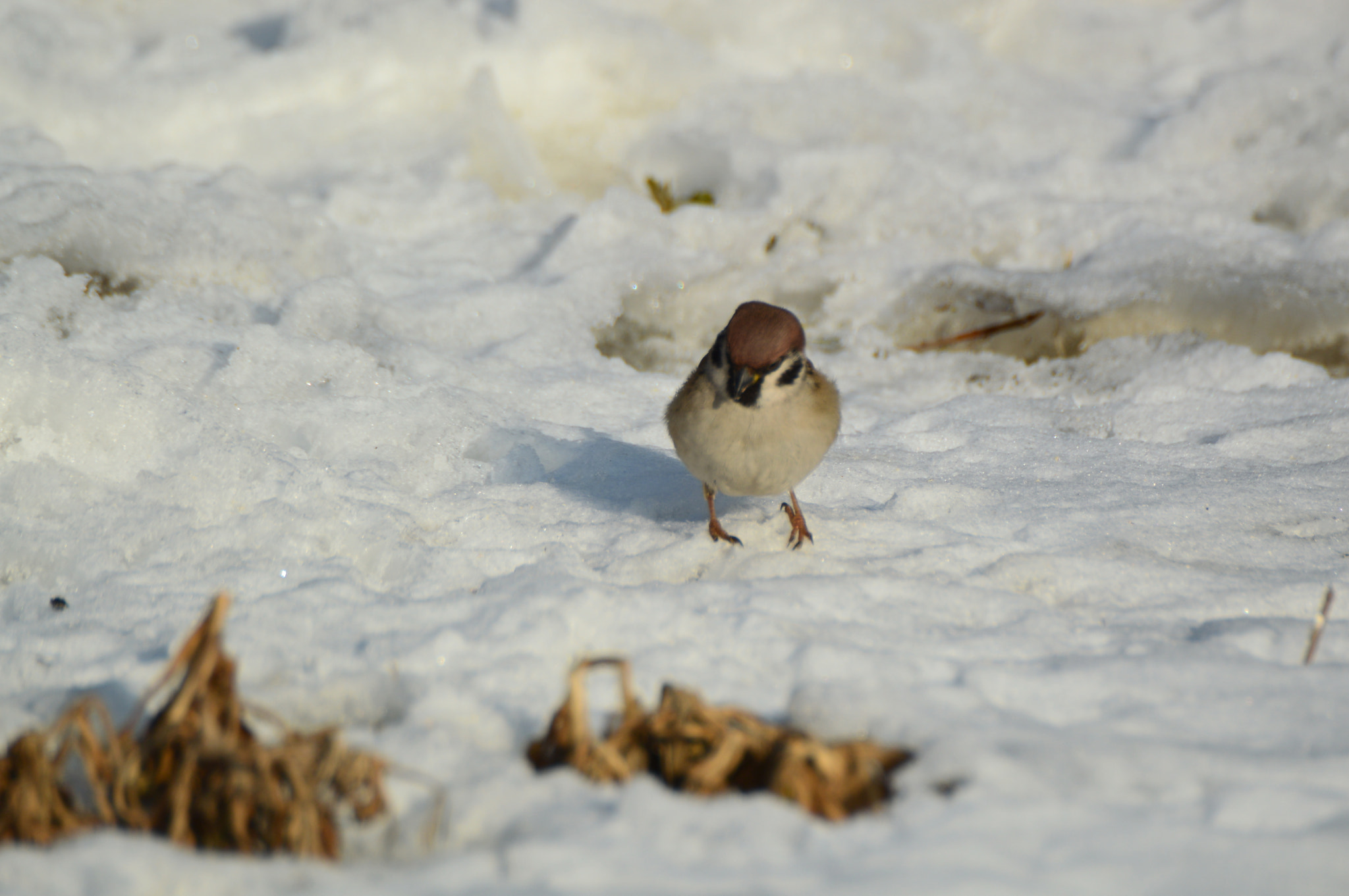 Nikon D3200 + Sigma APO 170-500mm F5-6.3 Aspherical RF sample photo