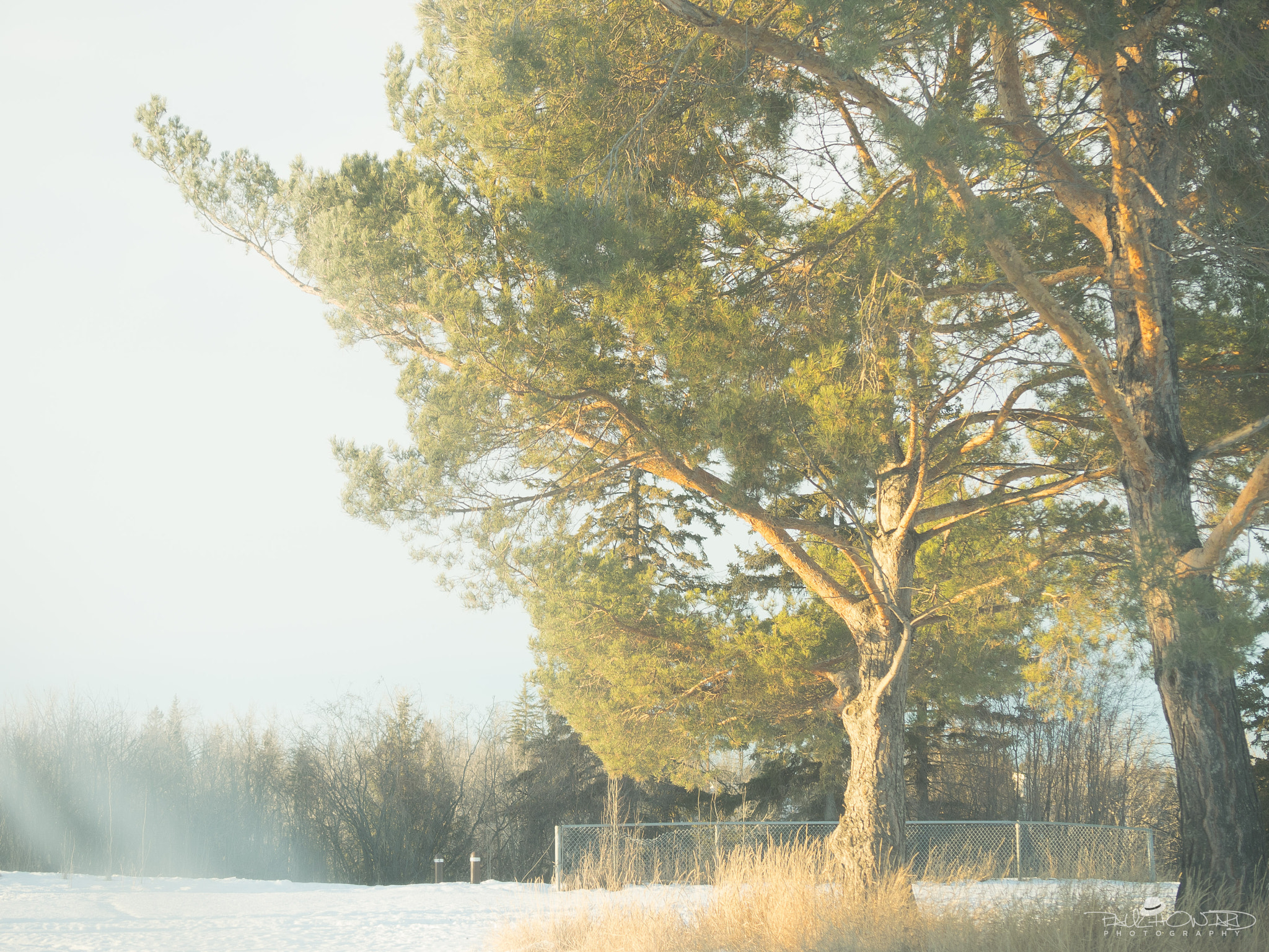 Panasonic Lumix G X Vario 35-100mm F2.8 OIS sample photo. Day 17: misty midday majesty photography