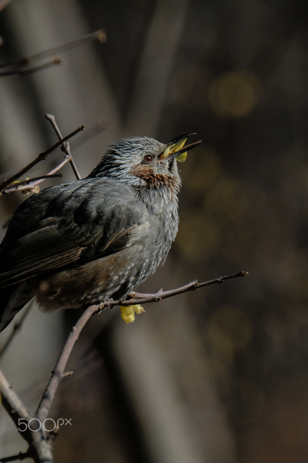 XF100-400mmF4.5-5.6 R LM OIS WR + 1.4x sample photo. Eating a winter flower photography