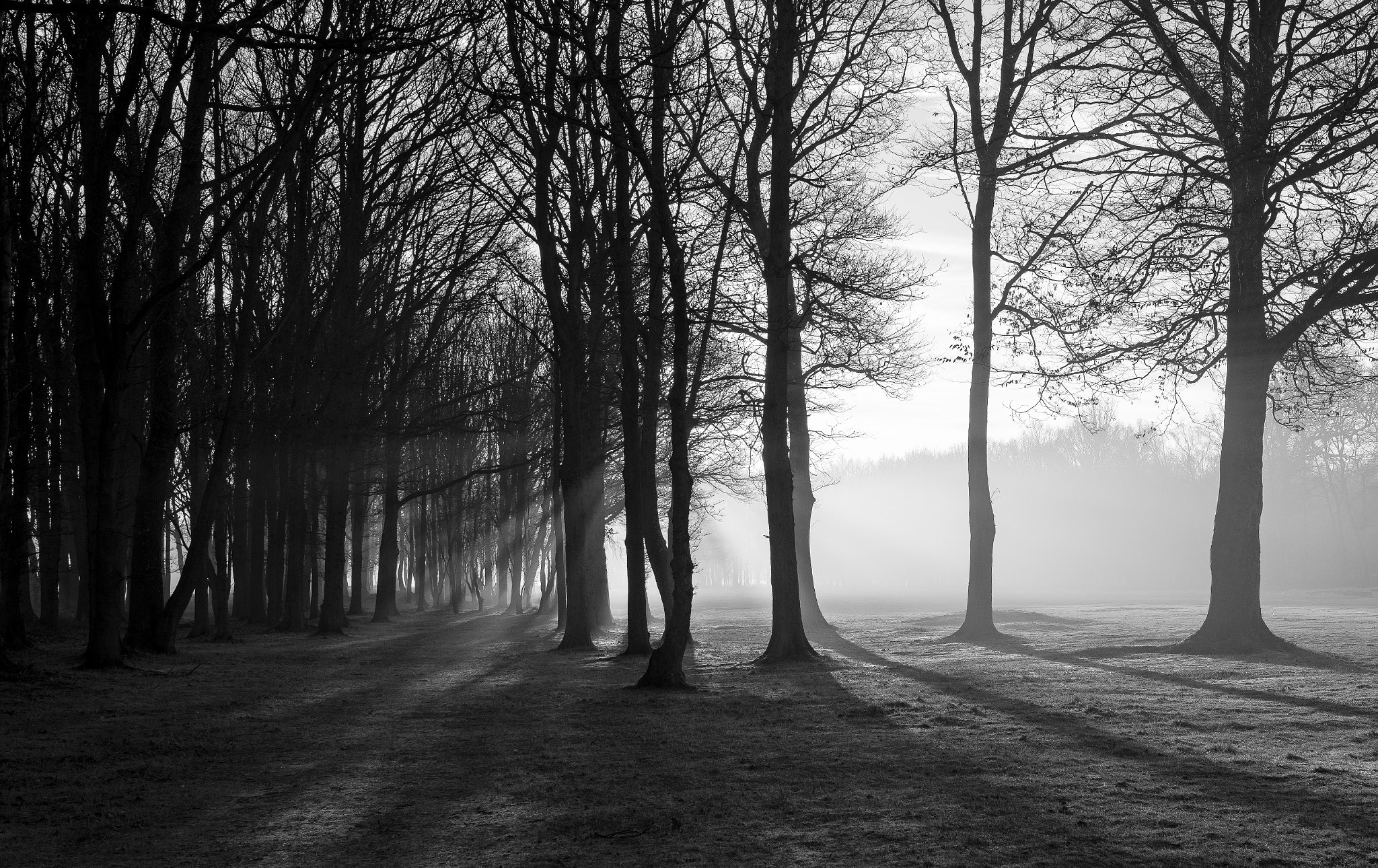 Nikon D800E + Sigma 35mm F1.4 DG HSM Art sample photo. Amongst the shadows (part 2) photography