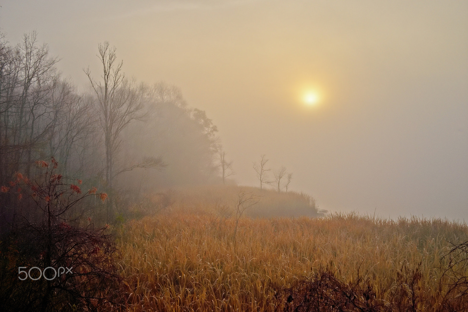 Sony Cyber-shot DSC-RX1 sample photo. Misty ogeechee river photography