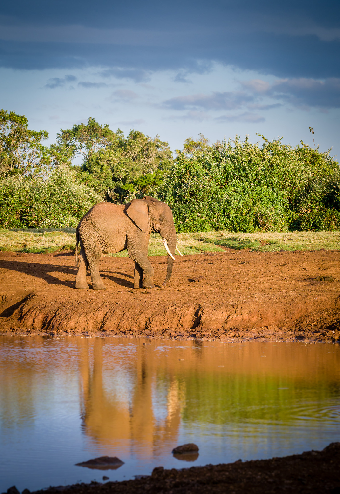 Olympus OM-D E-M1 Mark II sample photo. Elephant photography