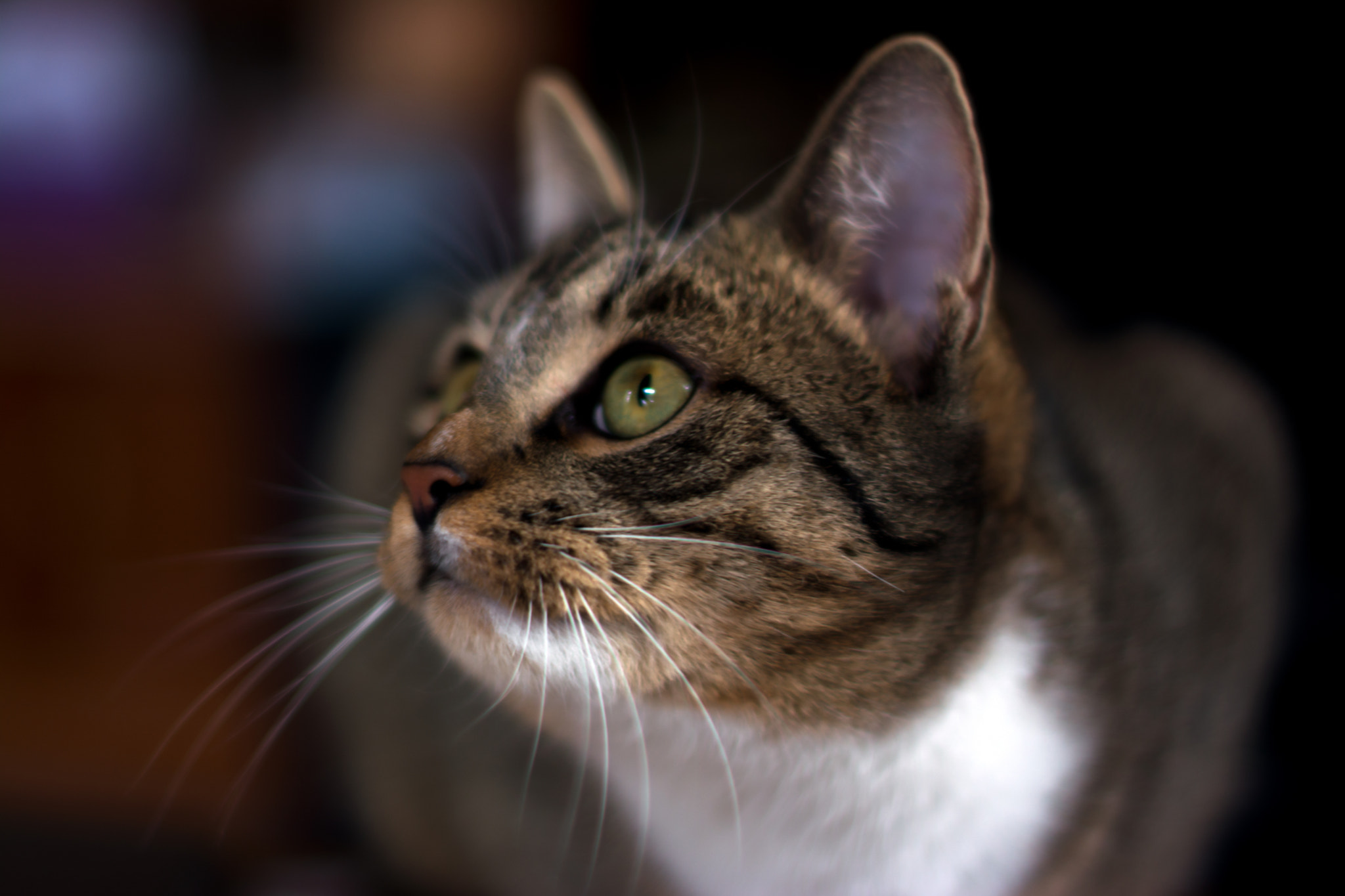 Nikon D5200 + Nikon AF-S Nikkor 50mm F1.4G sample photo. Emma, the cat photography