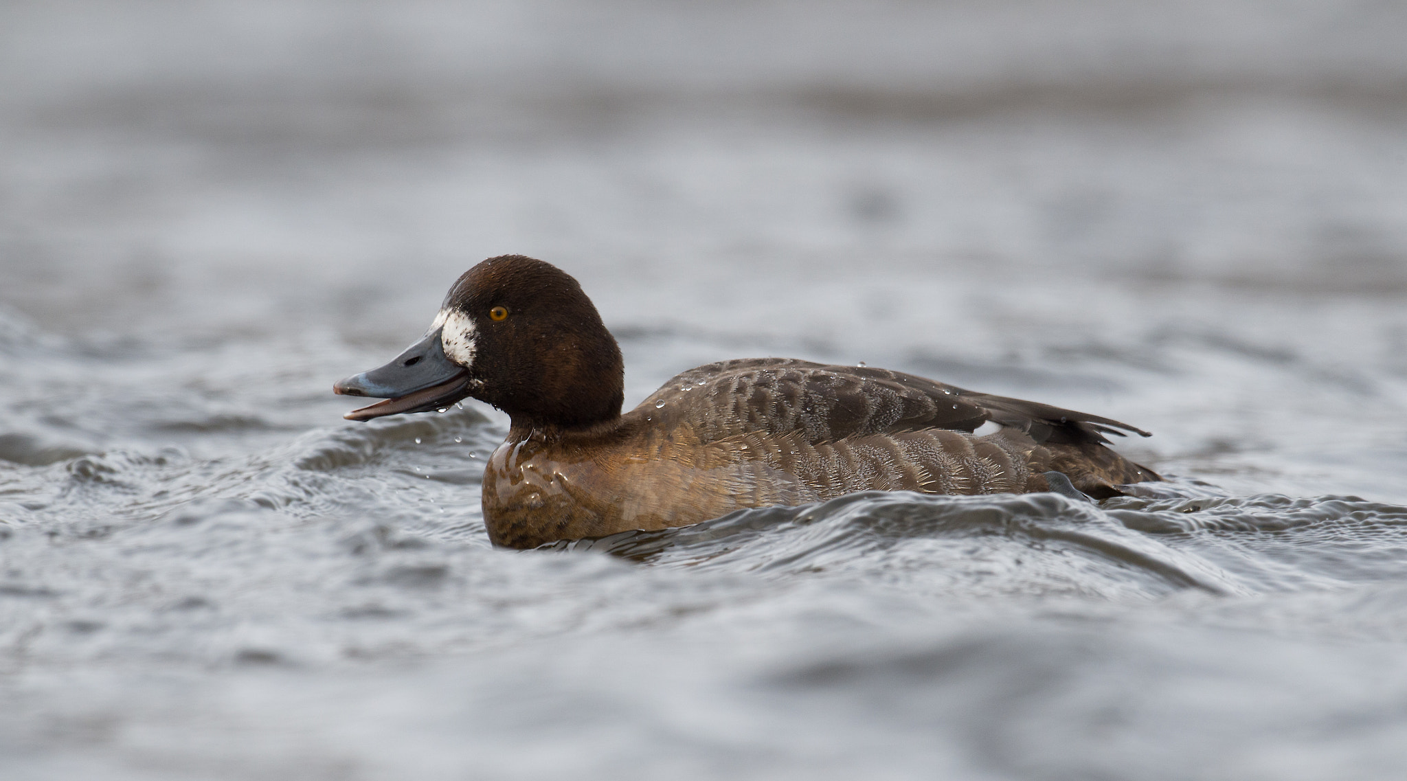 Nikon AF-S Nikkor 800mm F5.6E FL ED VR sample photo. Petit fuligule, aythaya affinis, lesser scaup photography