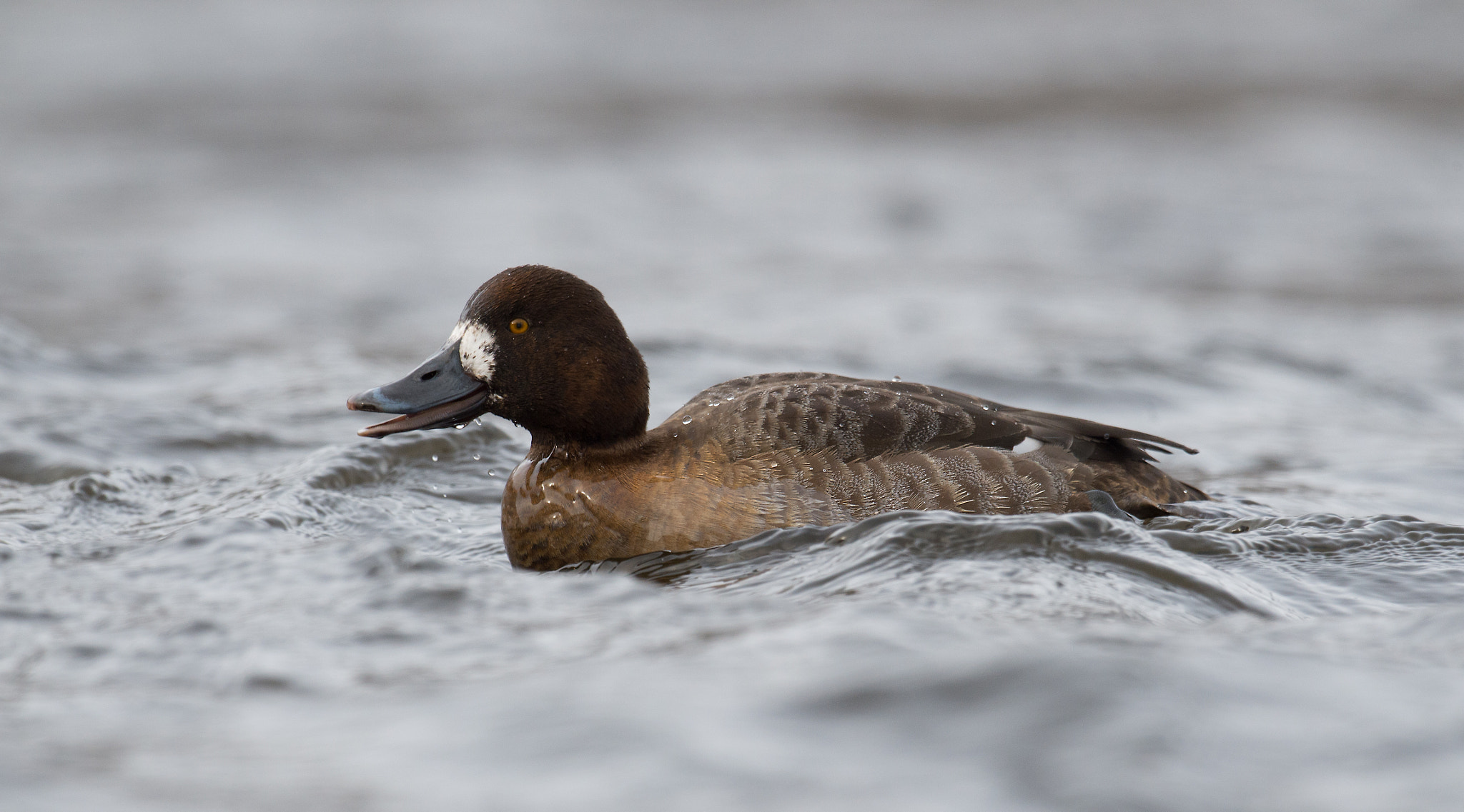 Nikon D4 sample photo. Petit fuligule, aythaya affinis, lesser scaup photography