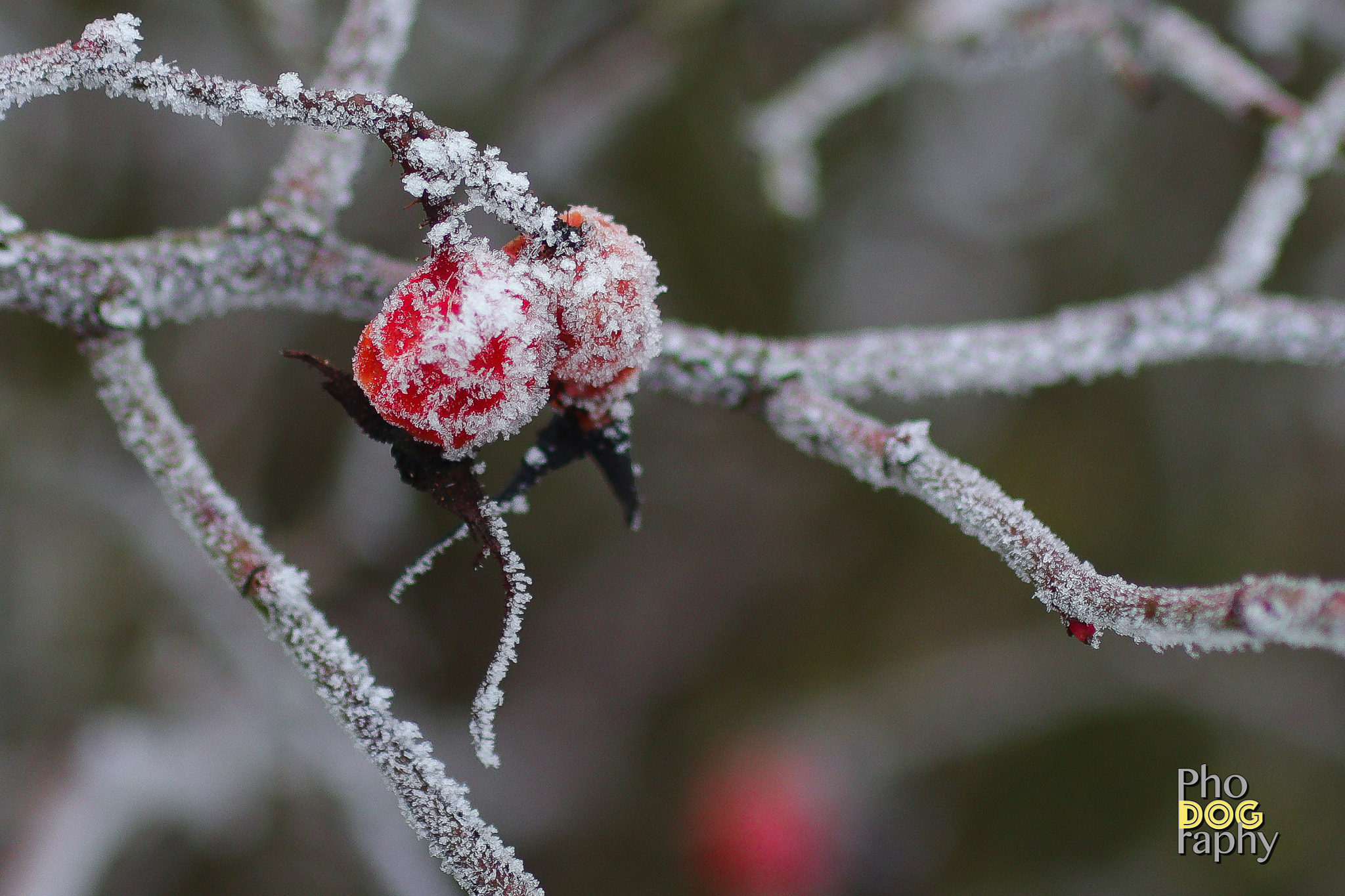 Canon EOS M5 + Sigma 50mm f/2.8 EX sample photo. Frozen rose hip photography