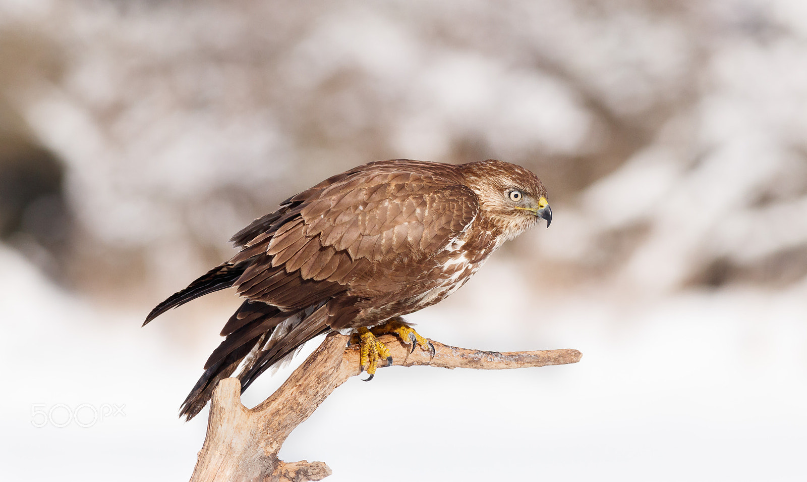 Canon EOS 80D + Canon EF 400mm F5.6L USM sample photo. Káně lesní photography