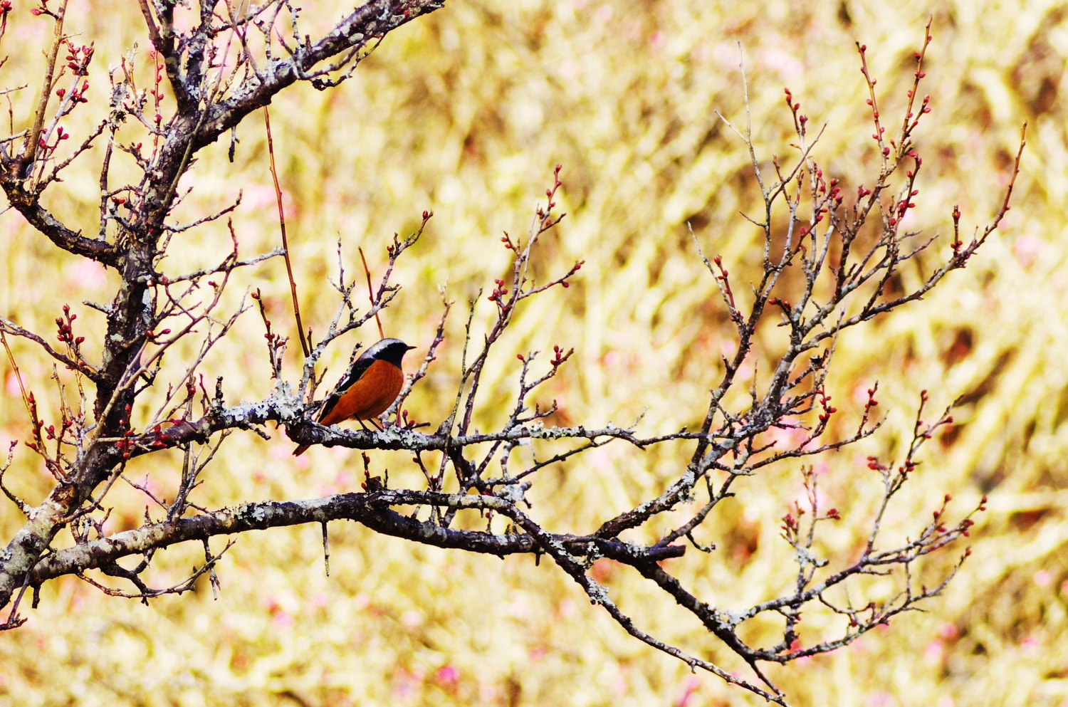 Pentax K-5 + Tamron SP AF 90mm F2.8 Di Macro sample photo. Redstart photography