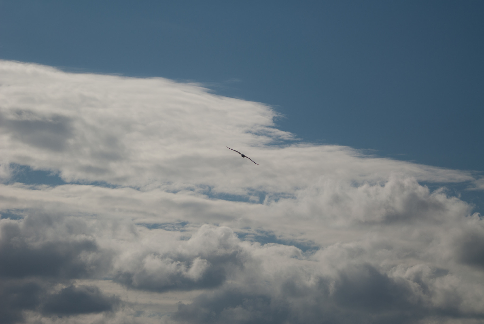 Nikon D200 sample photo. Seagull photography
