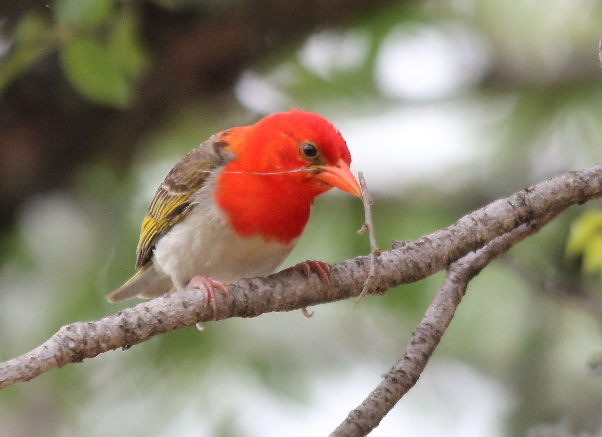 Canon EOS 750D (EOS Rebel T6i / EOS Kiss X8i) + Sigma 150-500mm F5-6.3 DG OS HSM sample photo. Red headed weaver photography