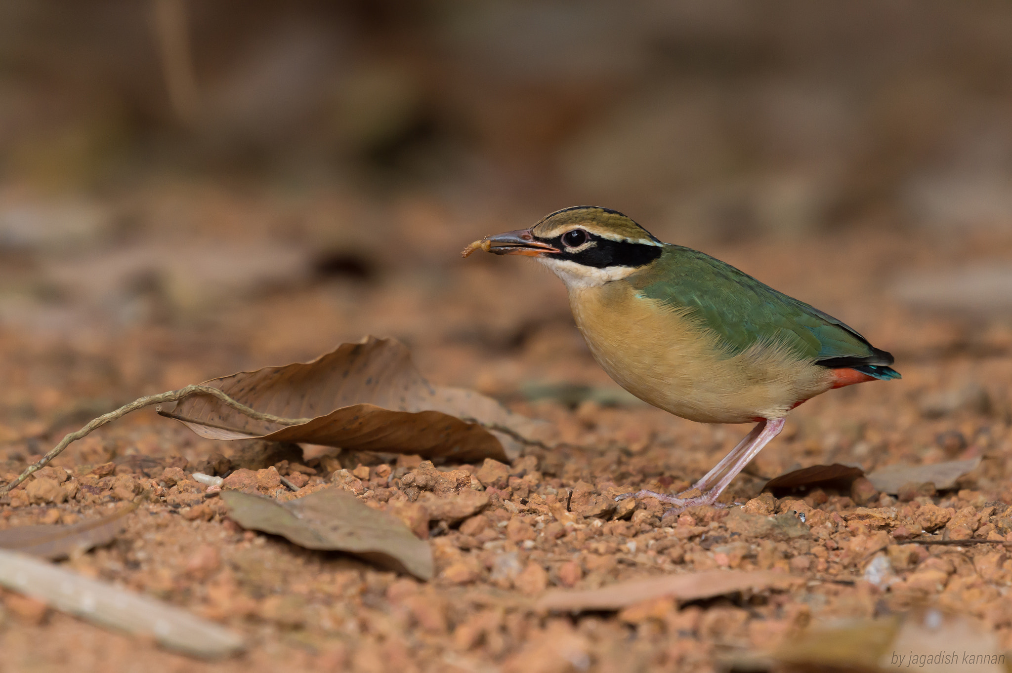 Nikon AF-S Nikkor 200-500mm F5.6E ED VR sample photo. Indian pitta photography